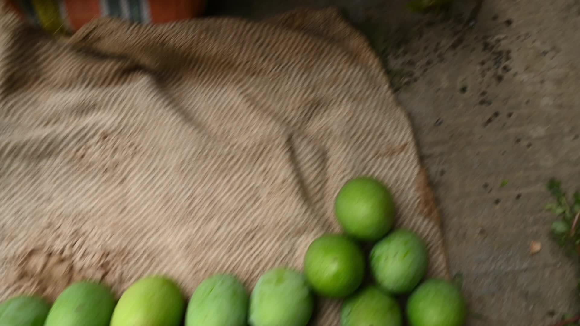 Indian Mango - Mango Export