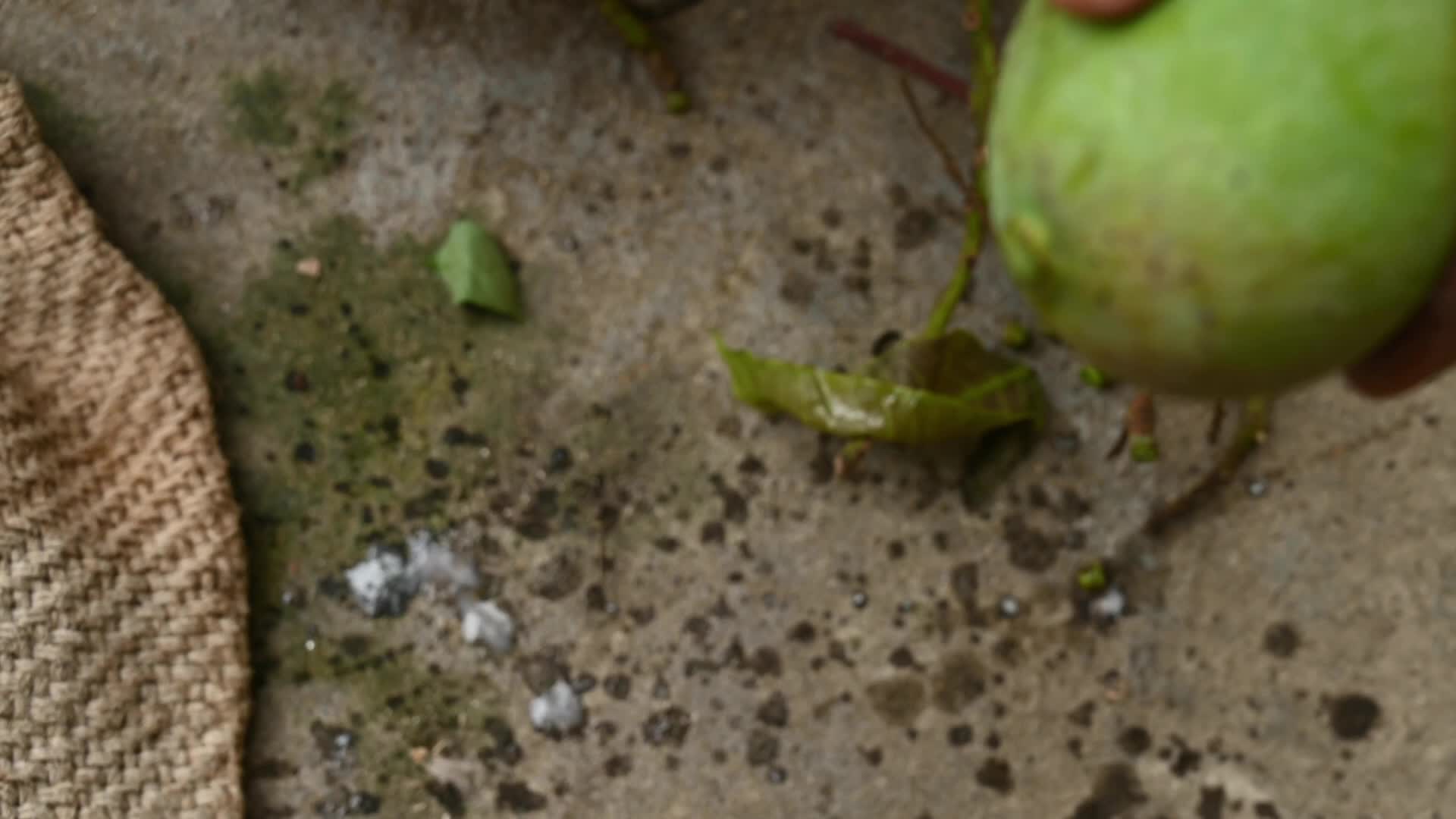 Indian Mango - Mango Export