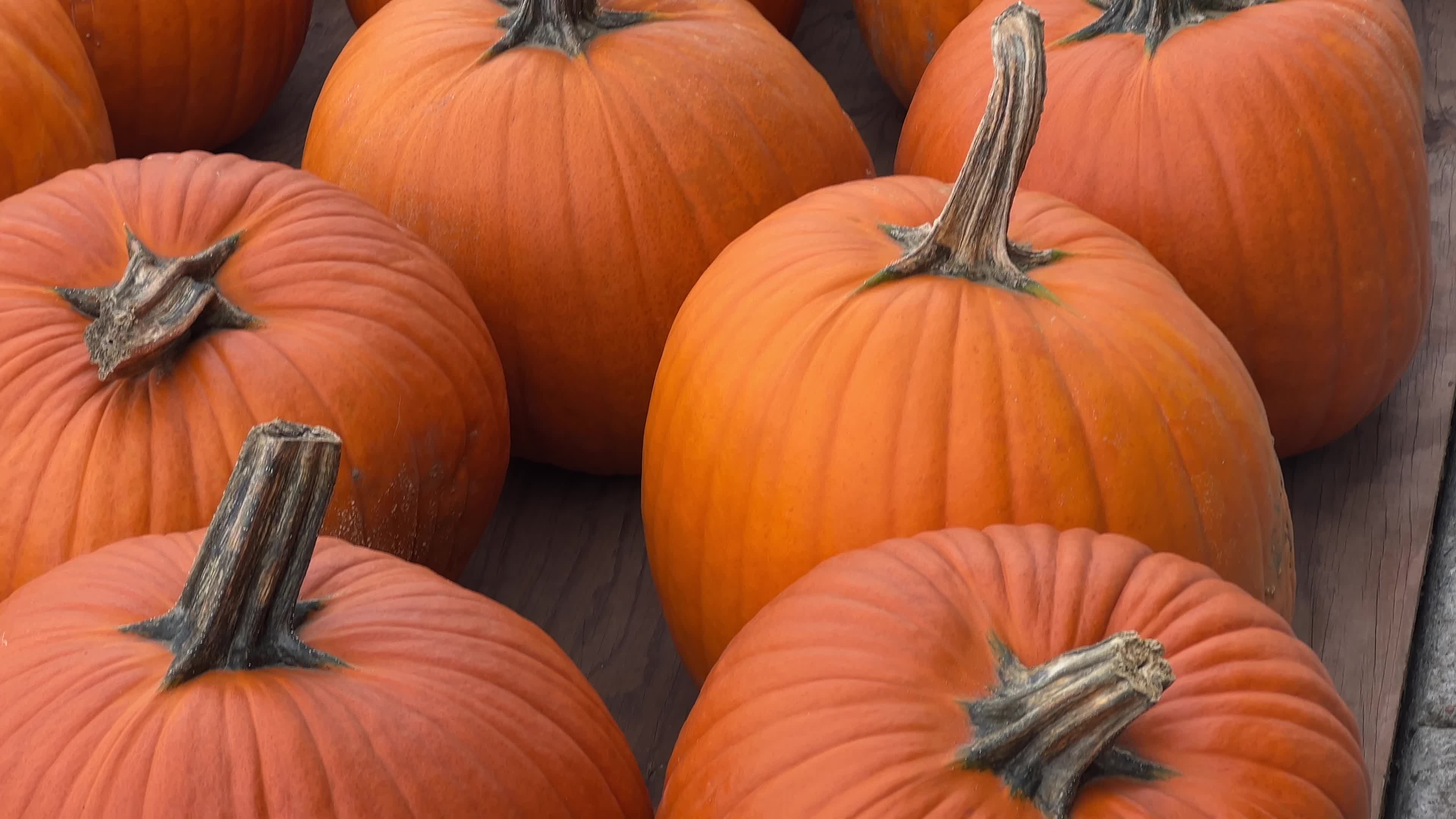 Daily life during the Autumn season in Canada