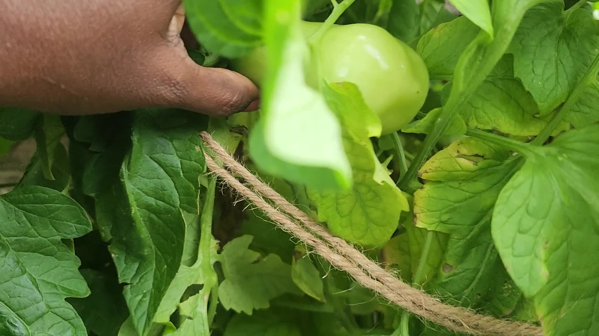 Harvesting Tomatoes in Toronto