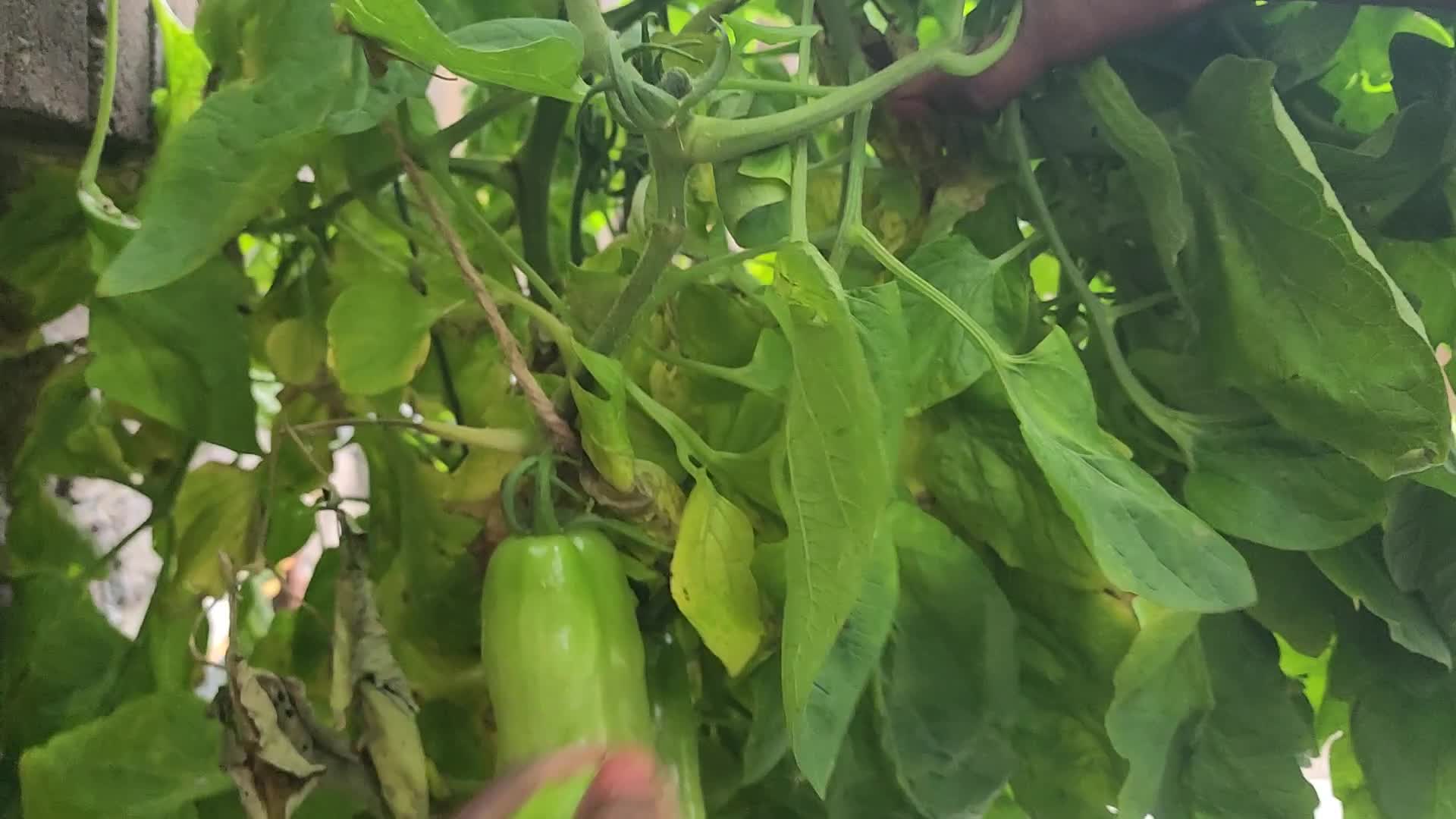 Harvesting Tomatoes in Toronto