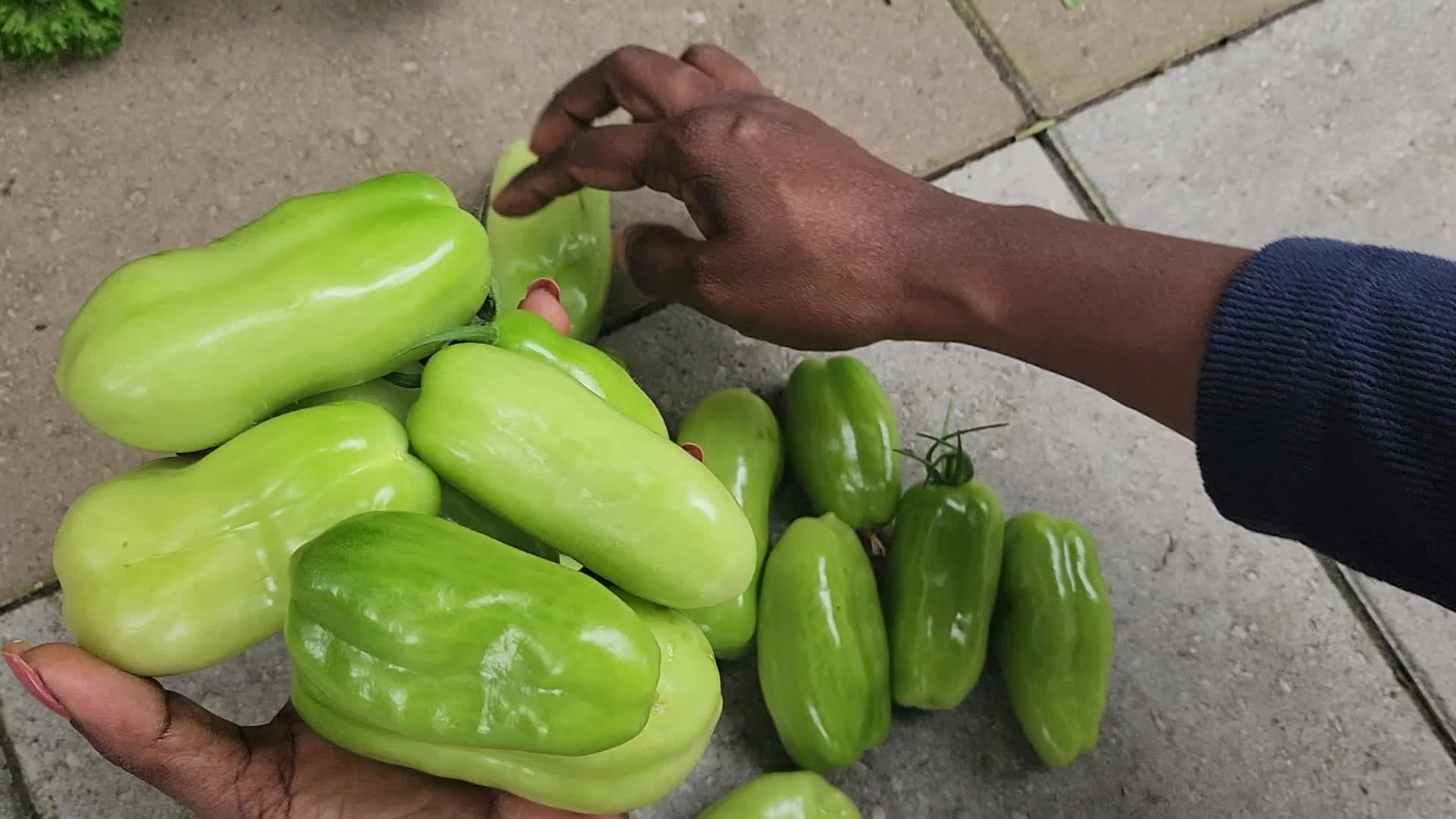 Harvesting Tomatoes in Toronto