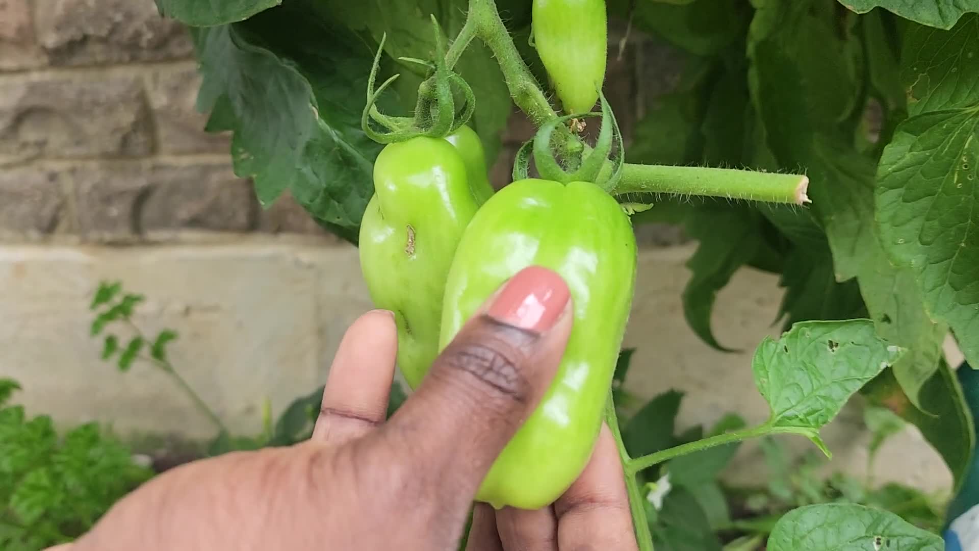 Harvesting Tomatoes in Toronto - 10/11/2026