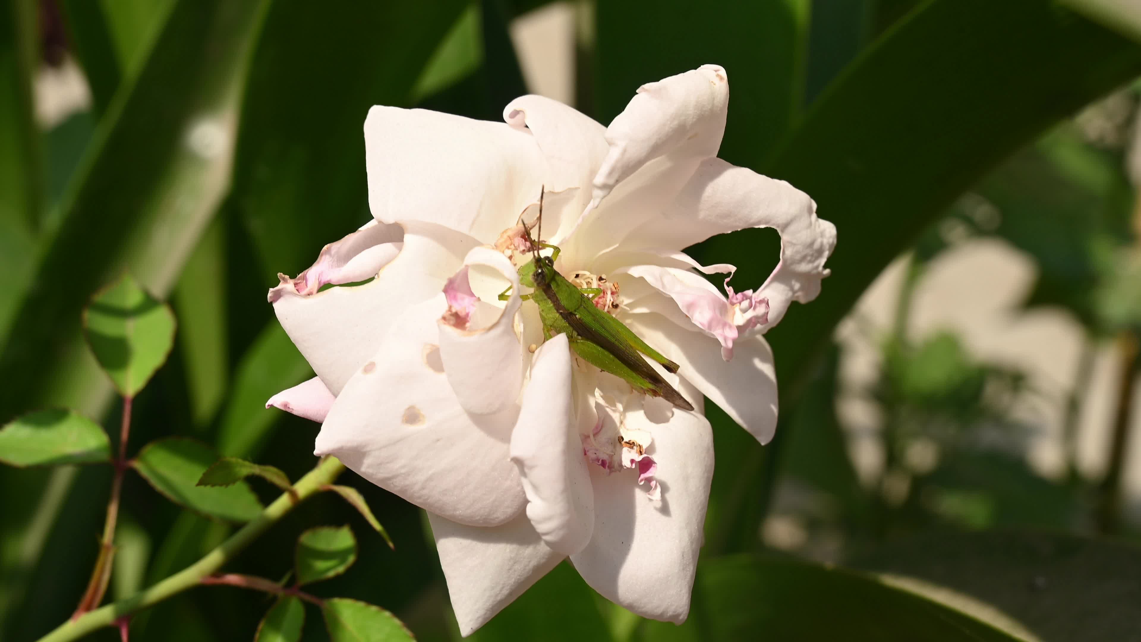 Rice grasshoppers - Japanese grasshopper (Oxya japonica) - Serious agricultural pests