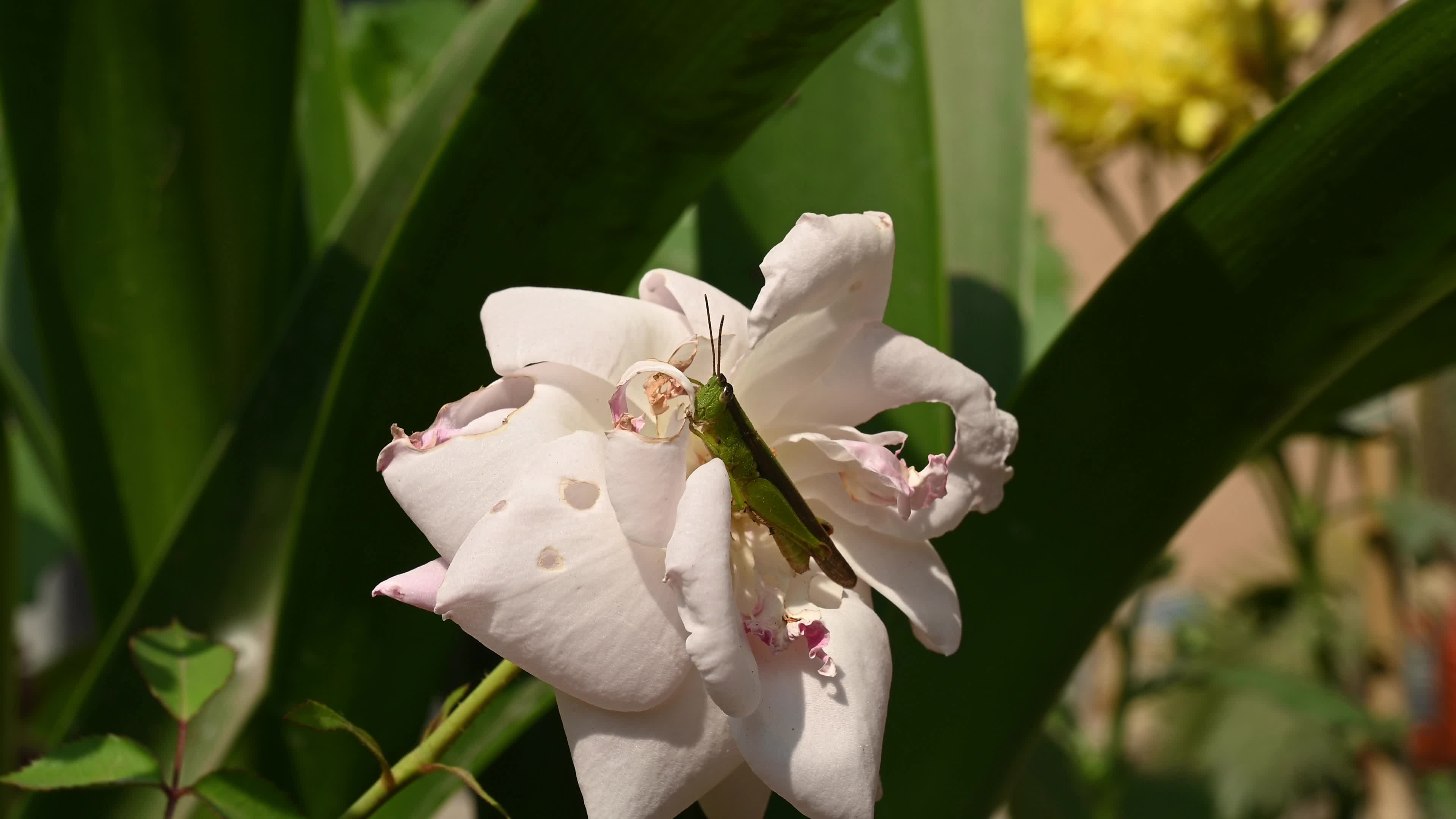Rice grasshoppers - Japanese grasshopper (Oxya japonica) - Serious agricultural pests