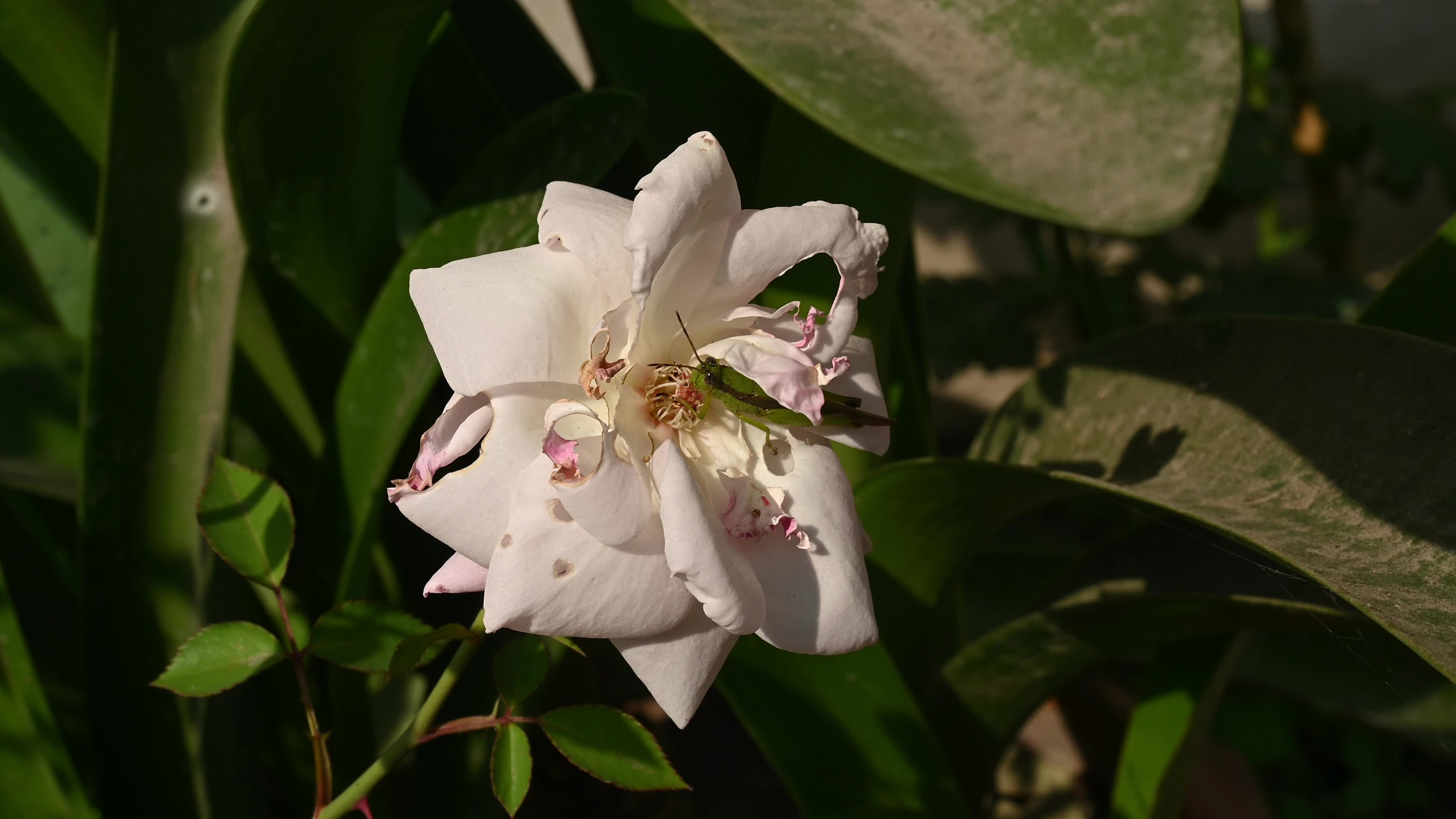 Rice grasshoppers - Japanese grasshopper (Oxya japonica) - Serious agricultural pests