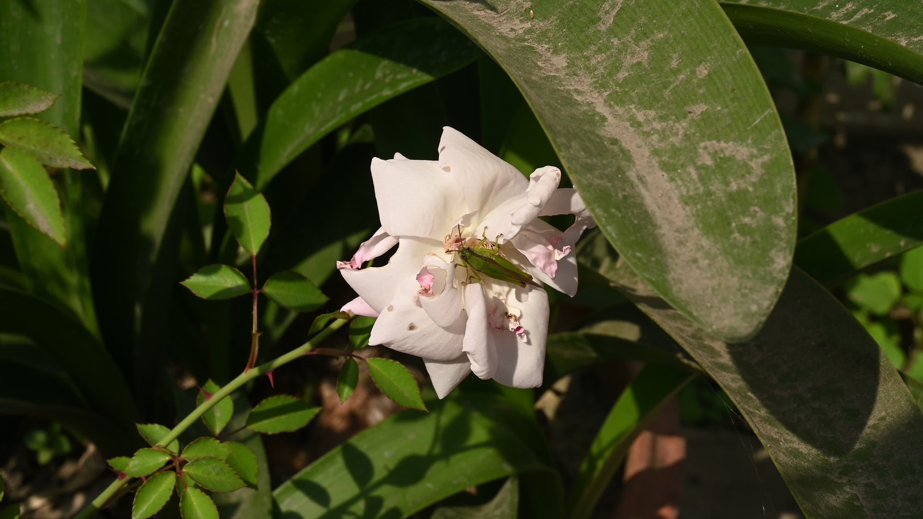 Rice grasshoppers - Japanese grasshopper (Oxya japonica) - Serious agricultural pests