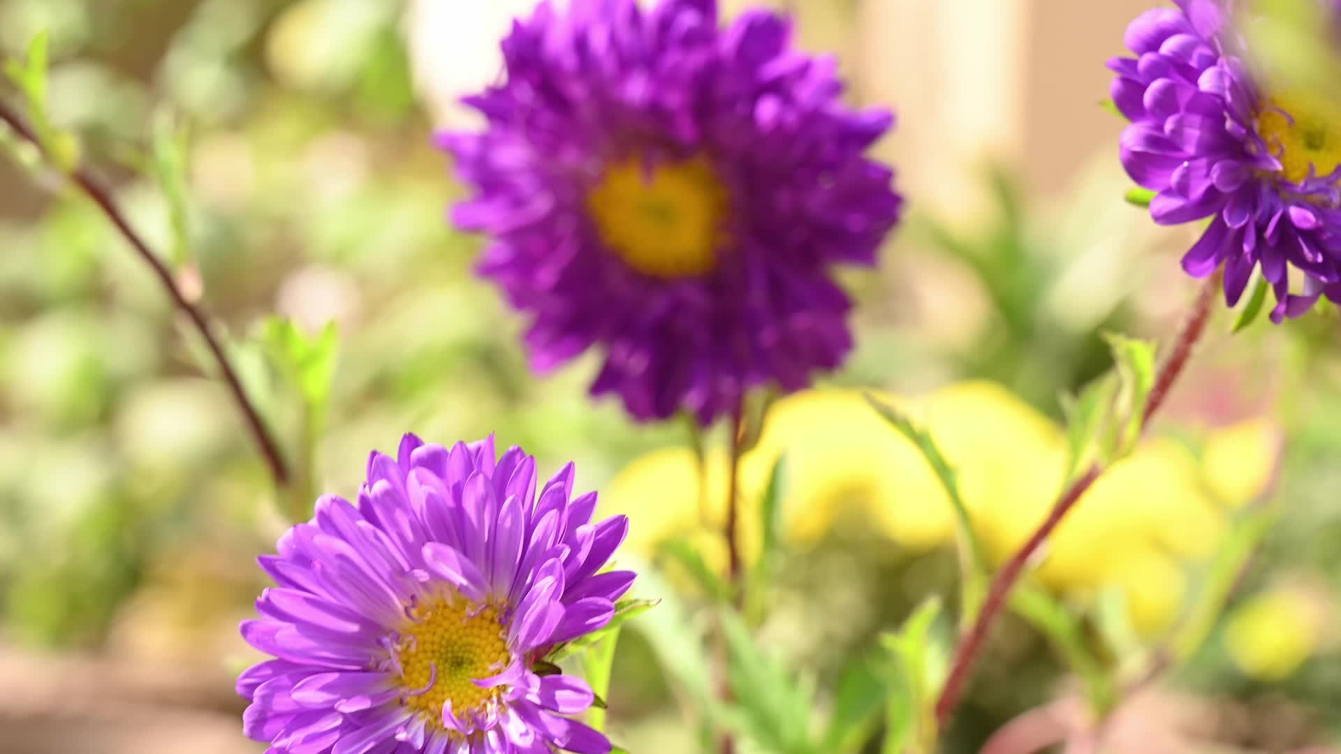 Aster Flower - Garden