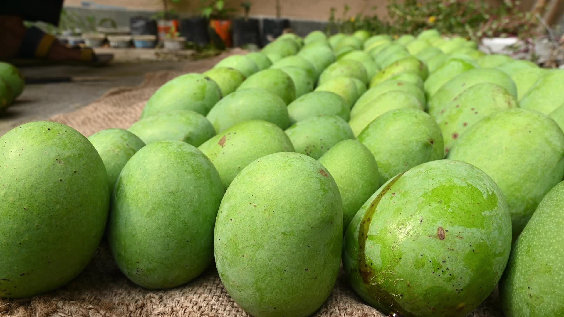 Indian Mango - Mango Export