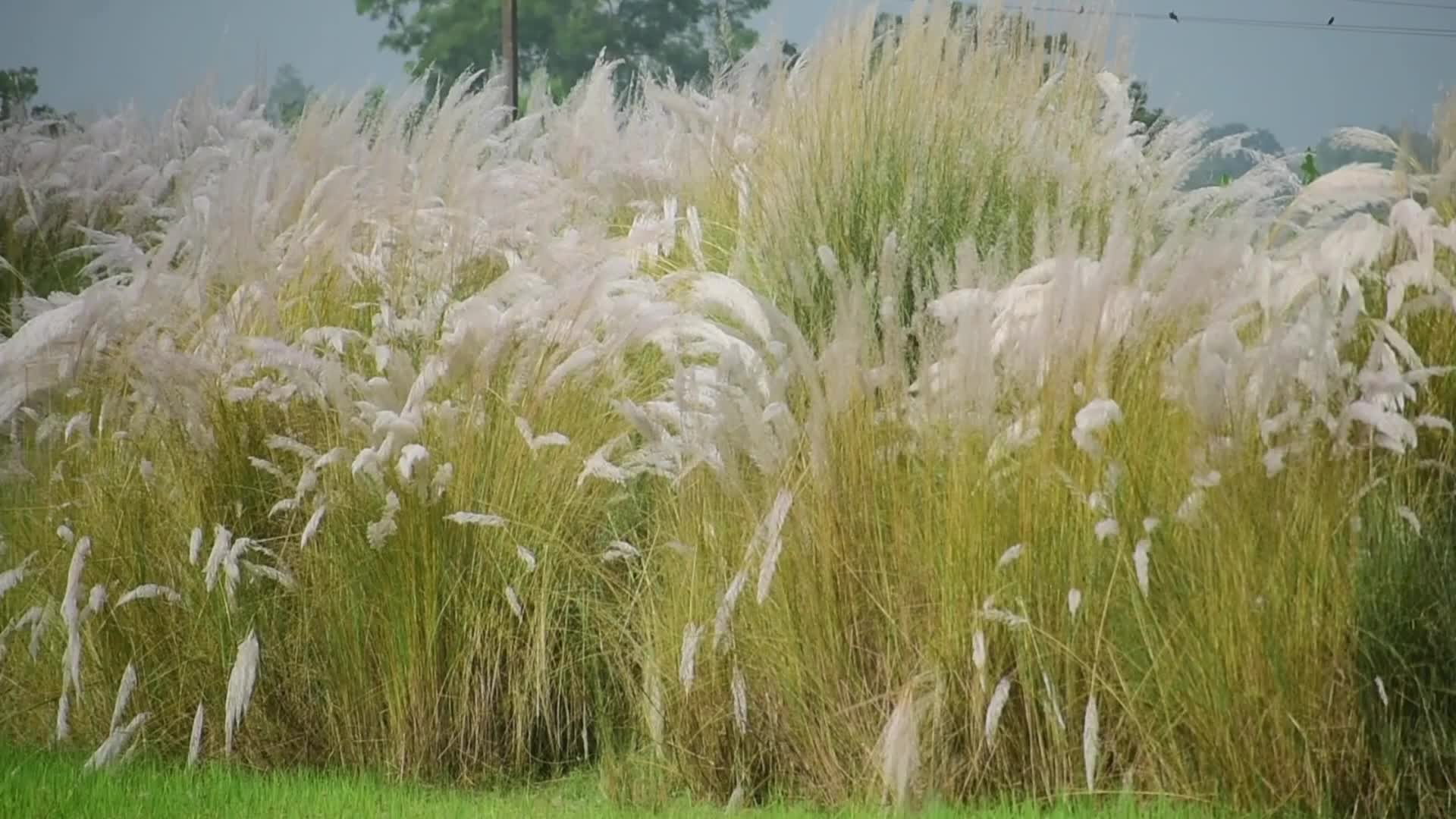 kans grass flower blooms in India