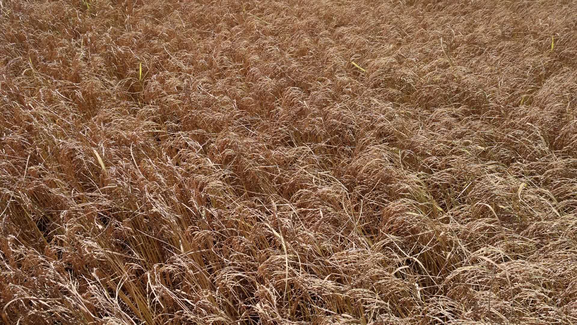Paddy harvesting started in Kashmir Valley