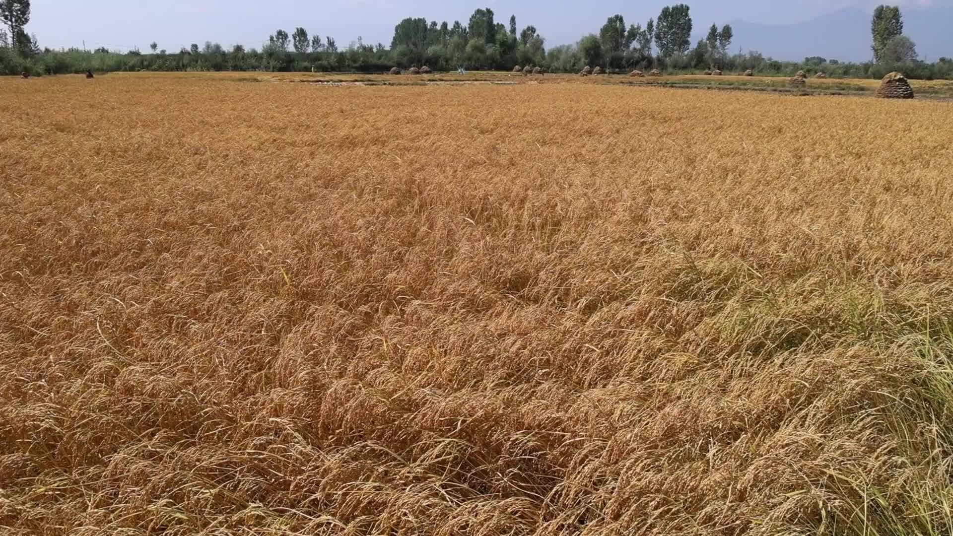 Paddy harvesting started in Kashmir Valley