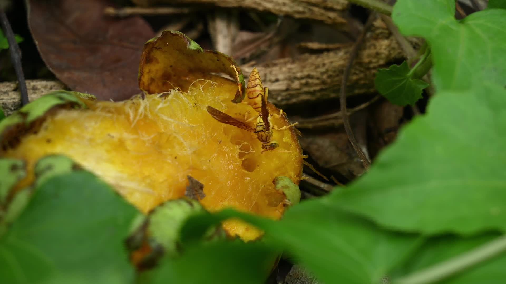 Mango Orchards - Insect - Pests - 06/04/2026