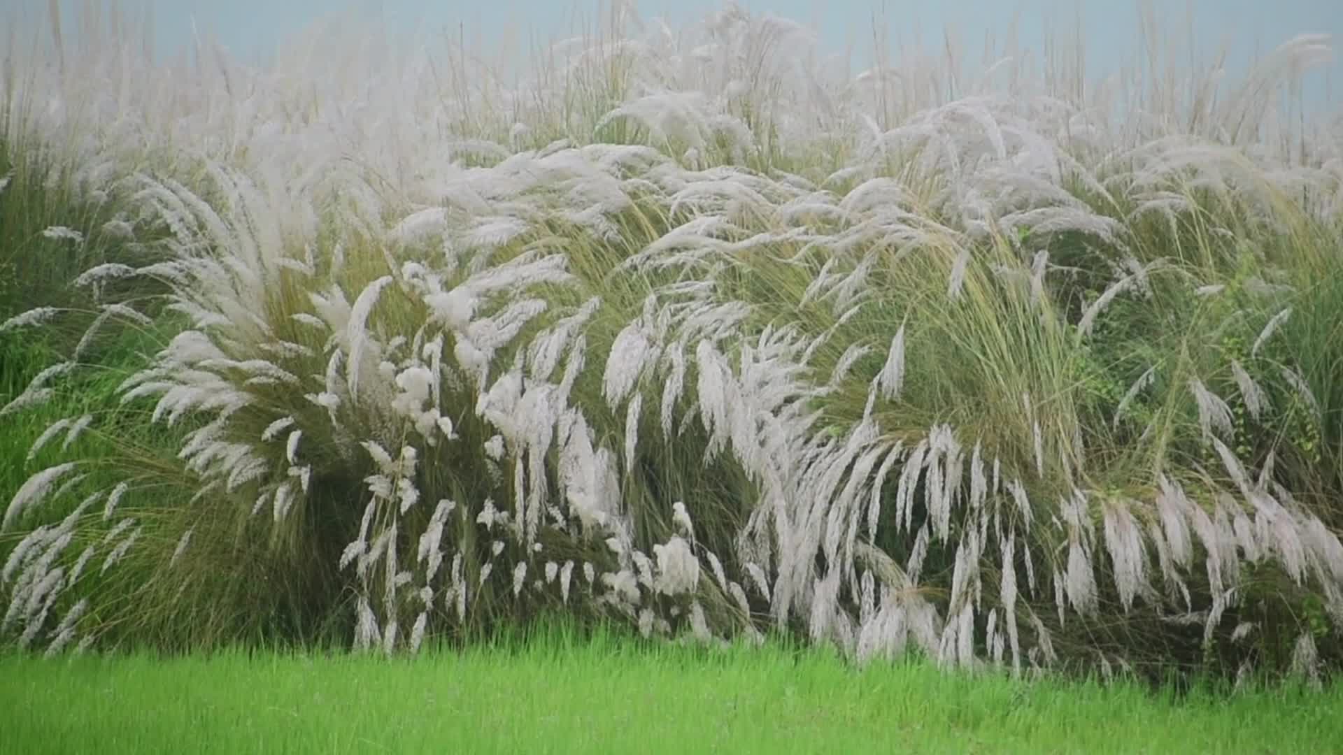 kans grass flower blooms in India