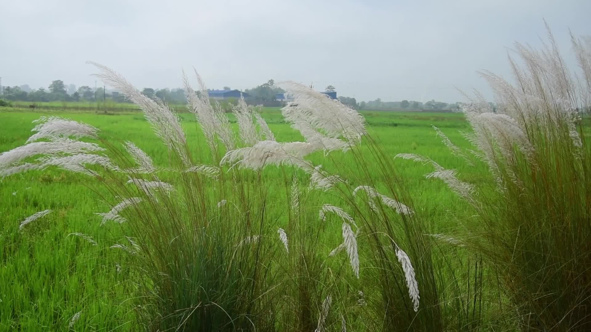 kans grass flower blooms in India