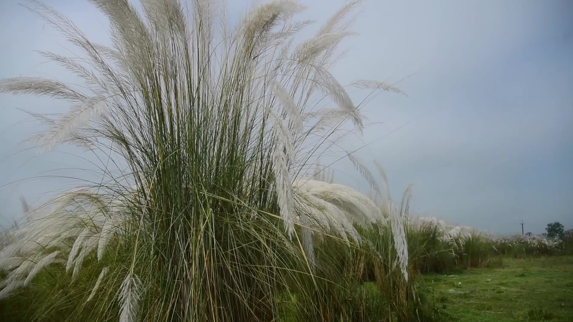 kans grass flower blooms in India