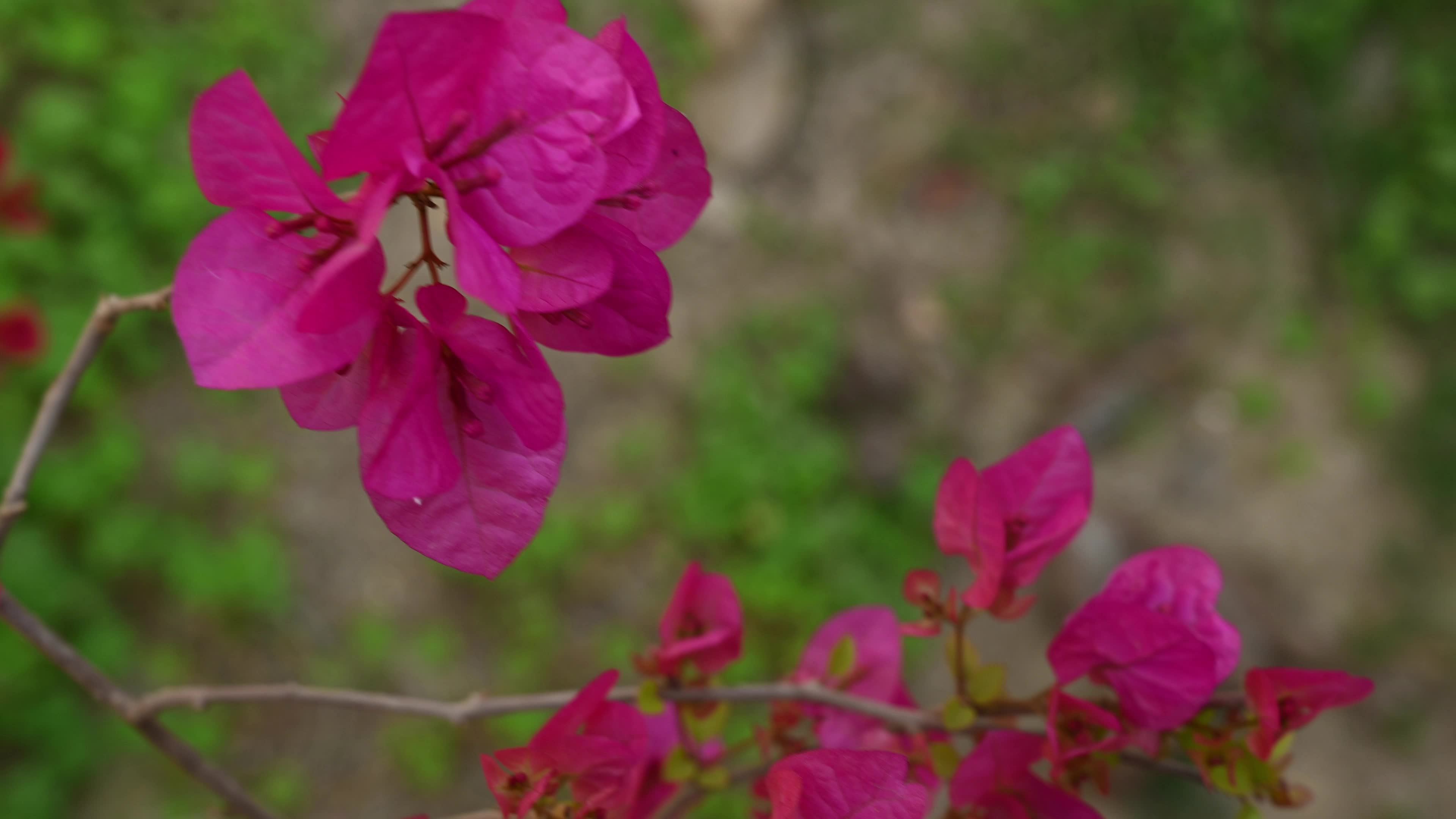 Bougainvillea - Climbing Shrubs
