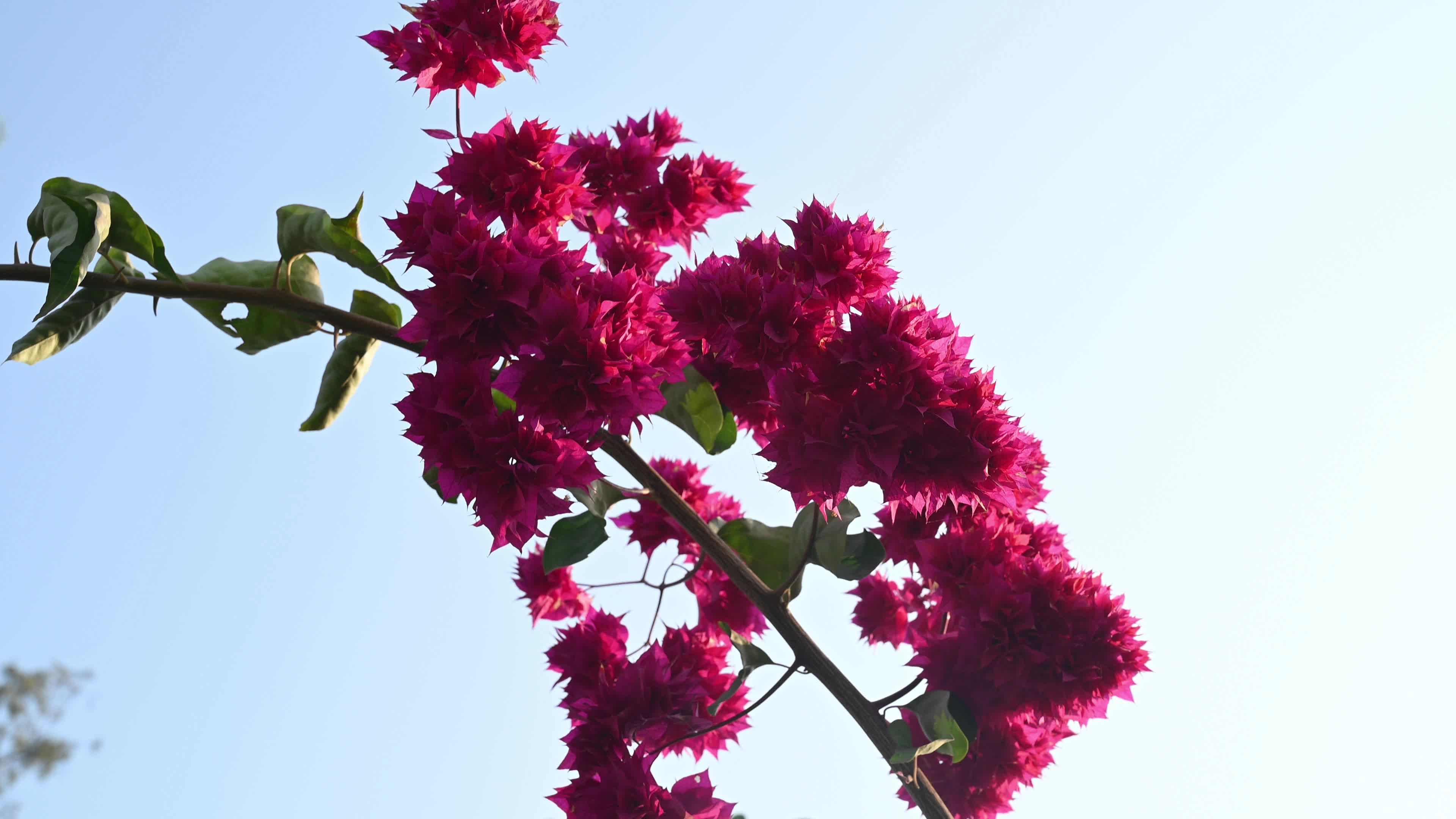 Bougainvillea - Climbing Shrubs