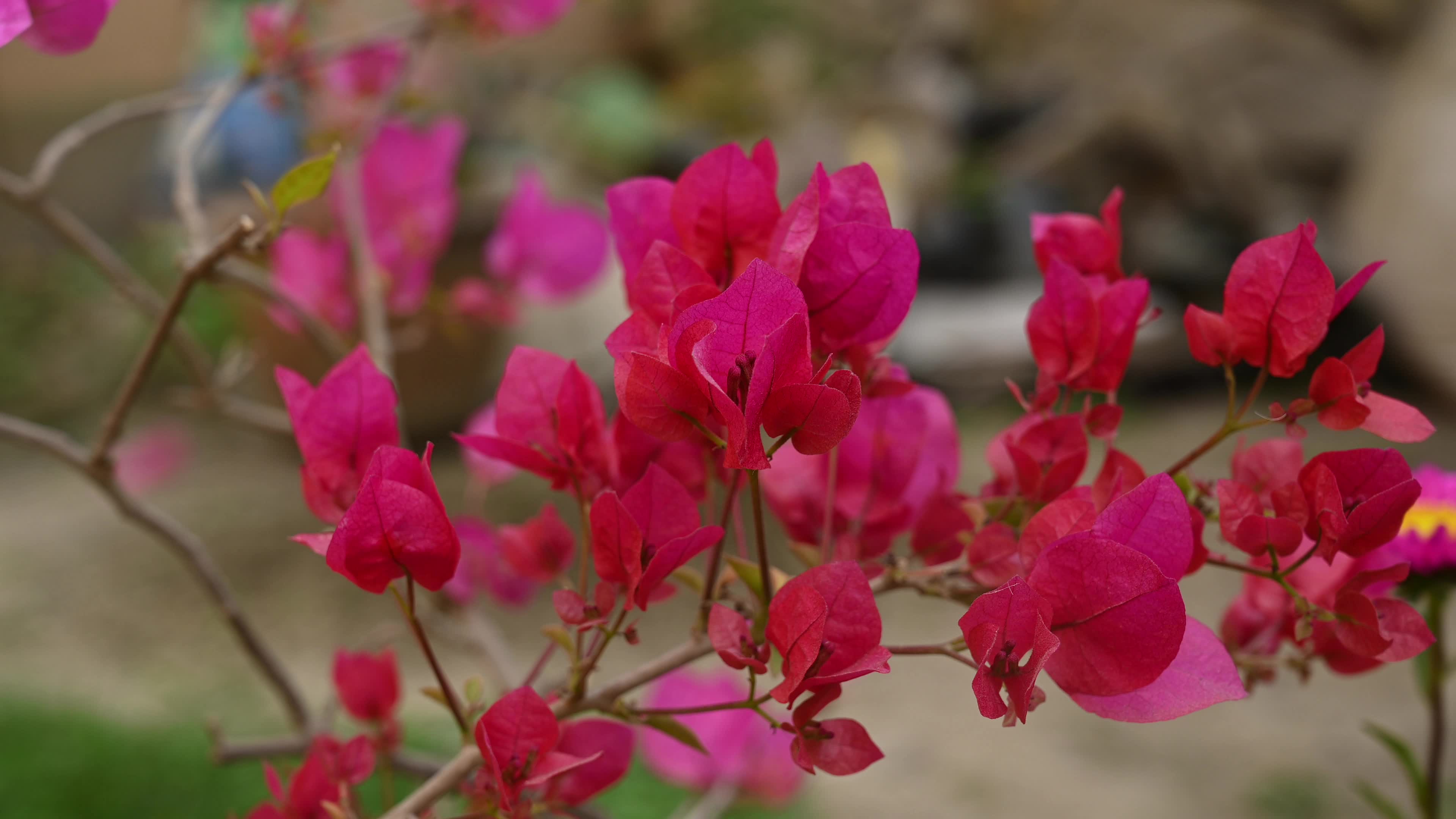 Bougainvillea - Climbing Shrubs