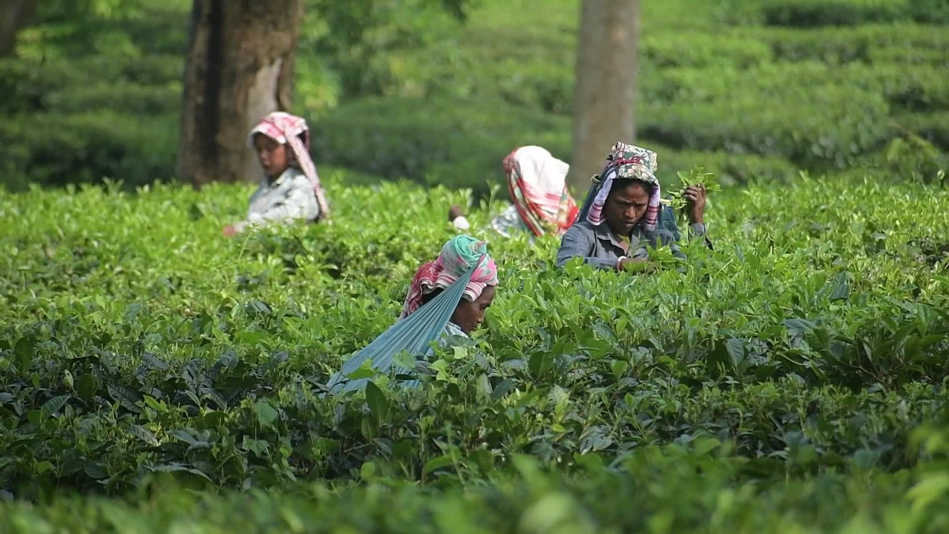 Tea garden workers harvest leaves in Assam, India