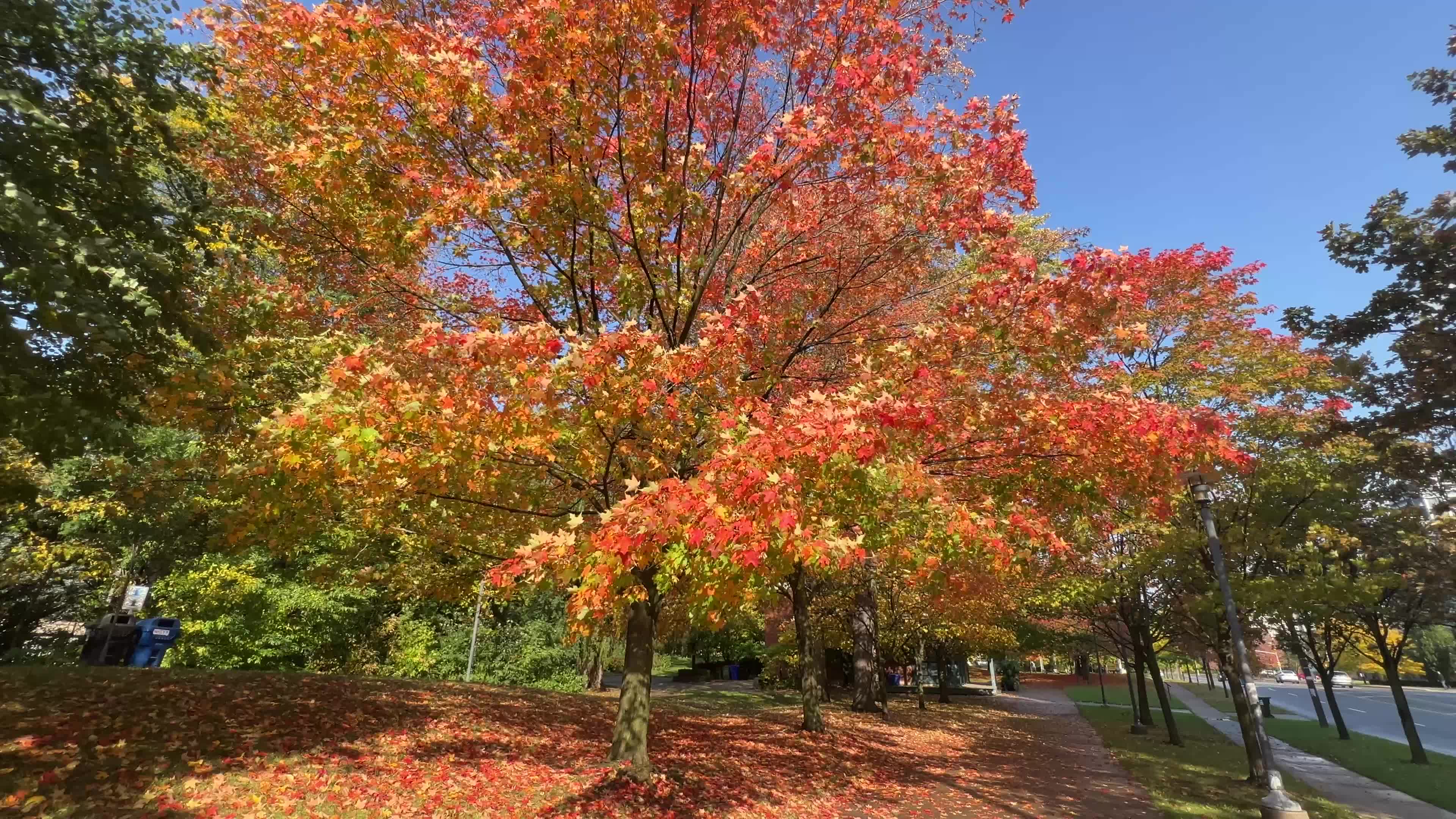 Autumn leaves during a record breaking warm day in Toronto