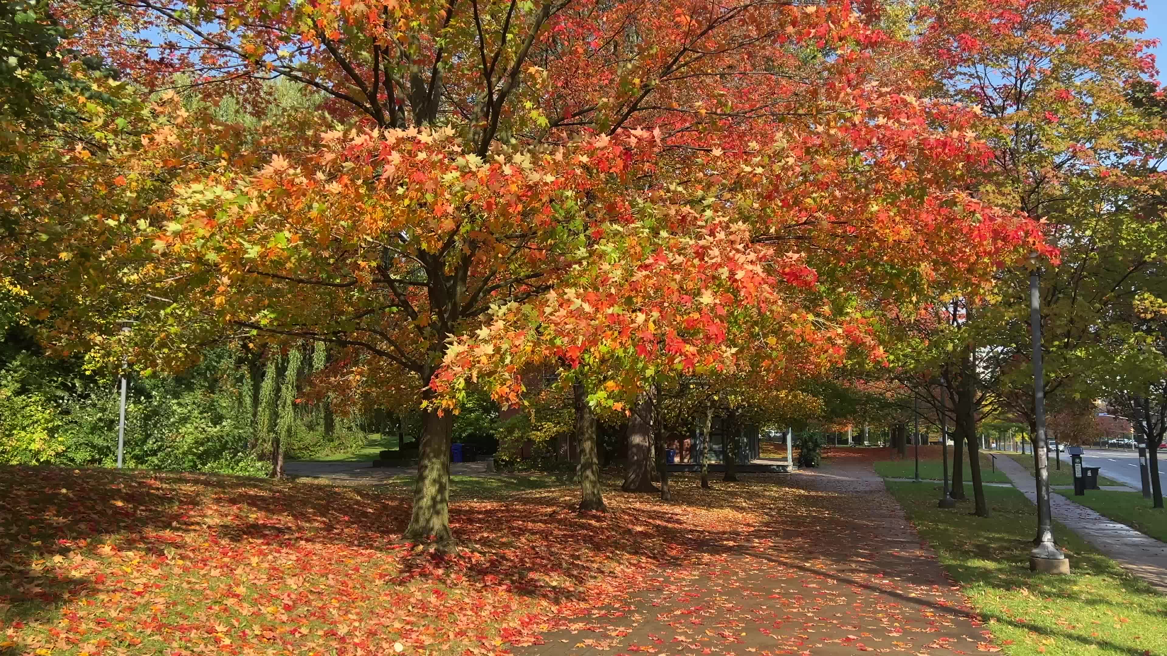 Autumn leaves during a record breaking warm day in Toronto