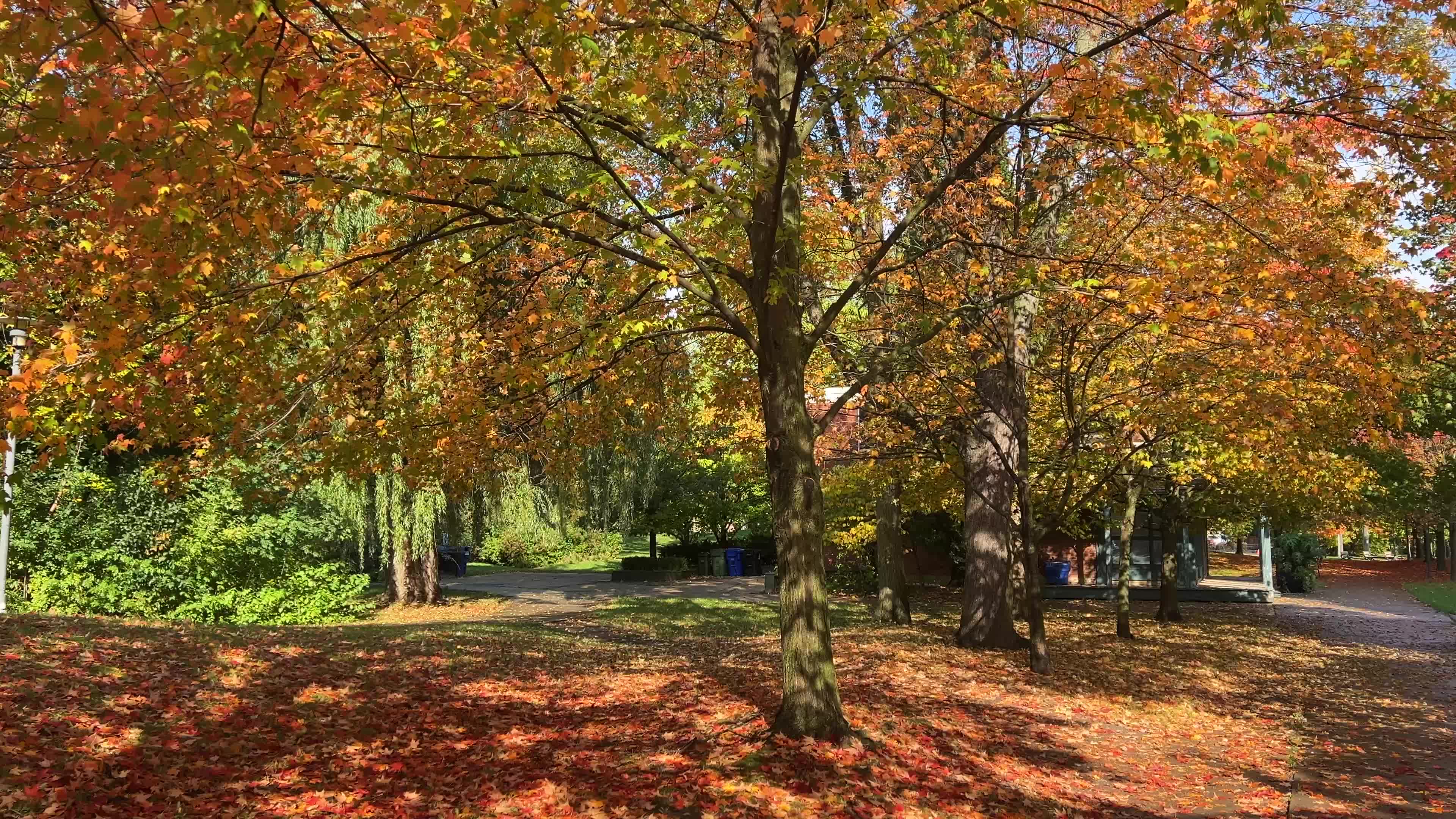 Autumn leaves during a record breaking warm day in Toronto