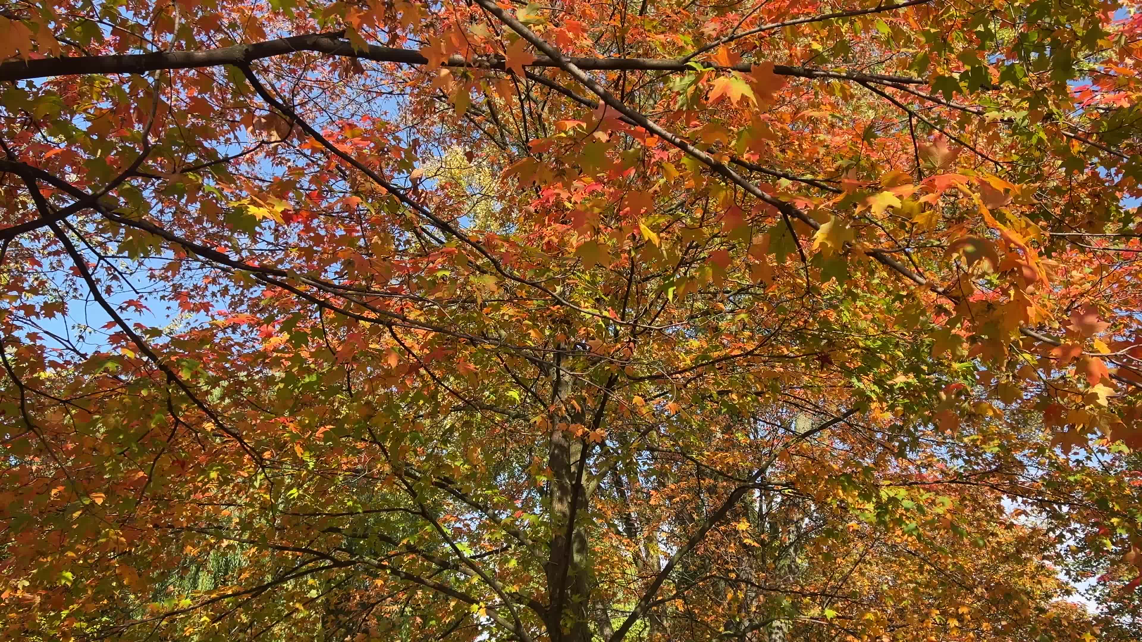 Autumn leaves during a record breaking warm day in Toronto
