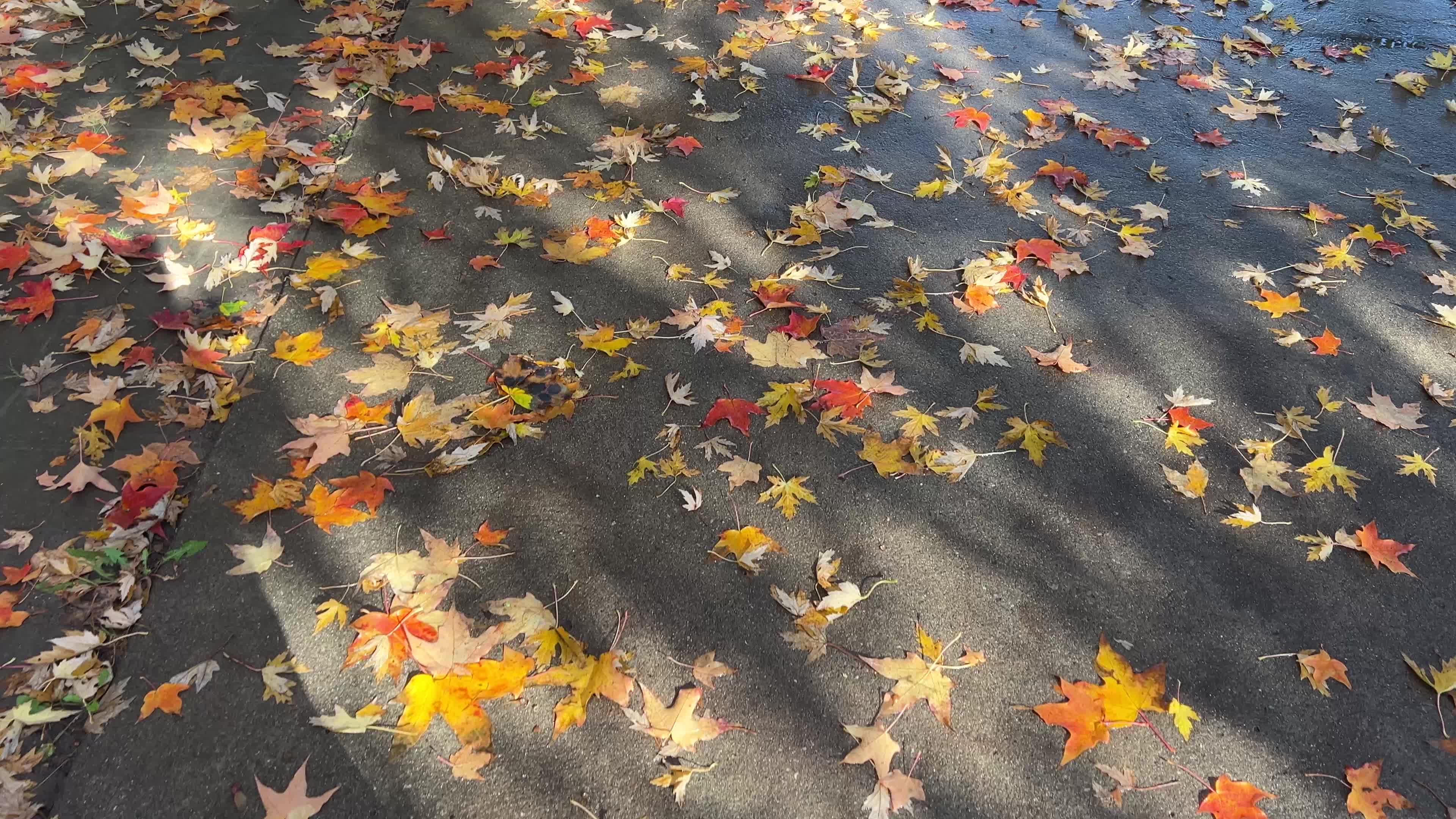 Autumn leaves during a record breaking warm day in Toronto