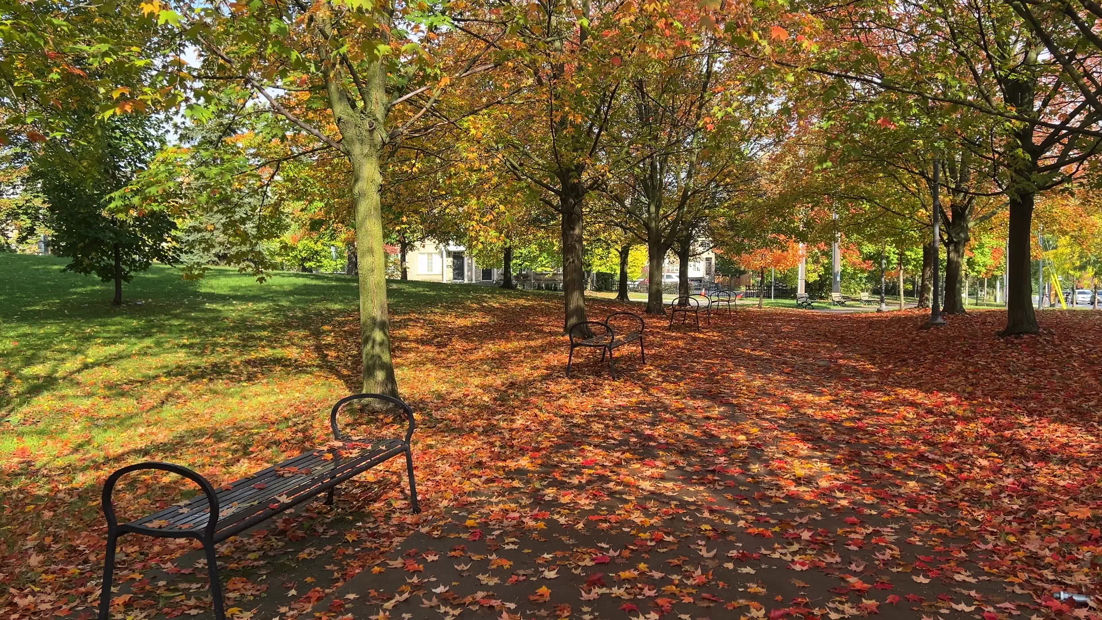Autumn leaves during a record breaking warm day in Toronto