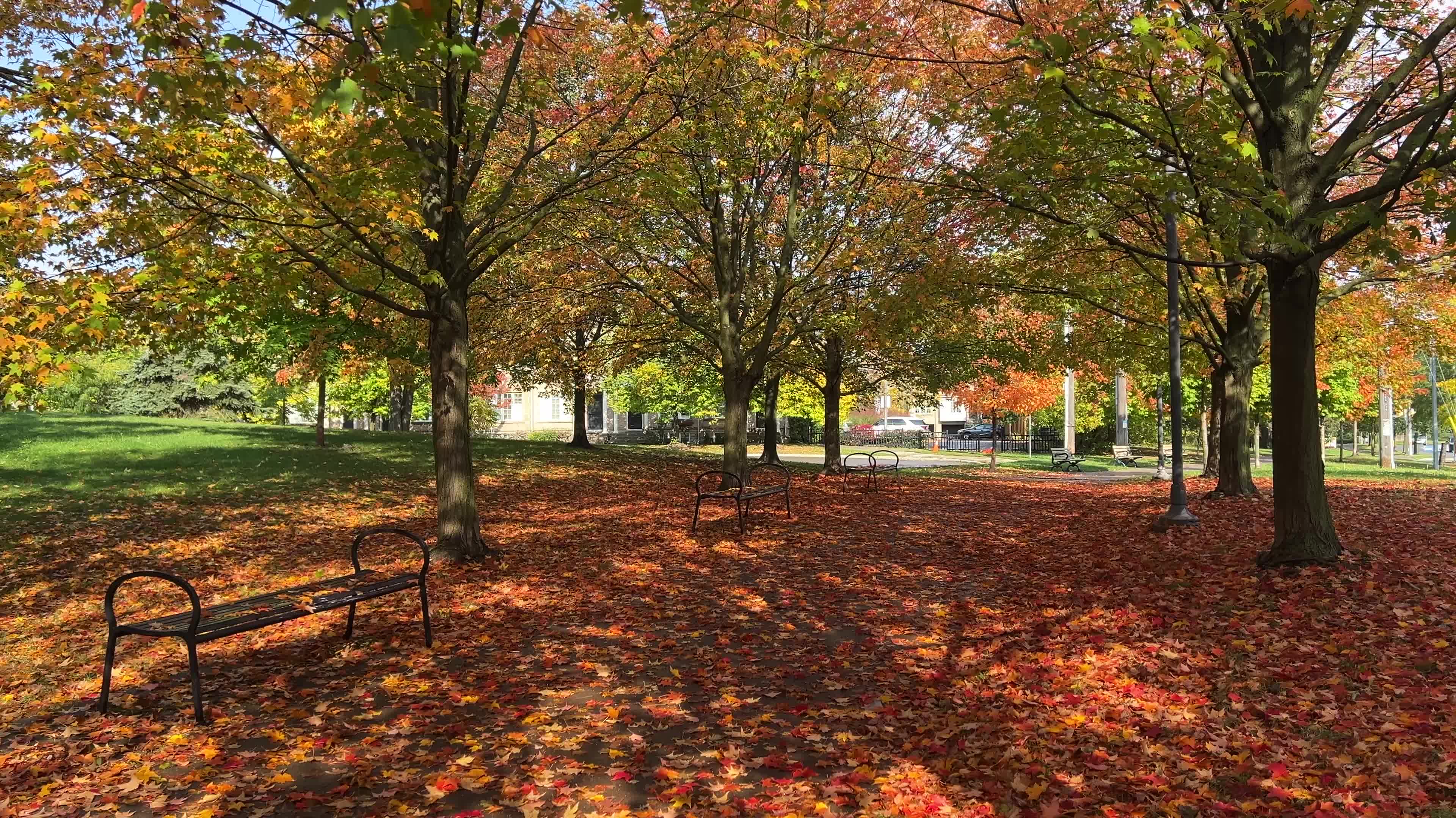 Autumn leaves during a record breaking warm day in Toronto