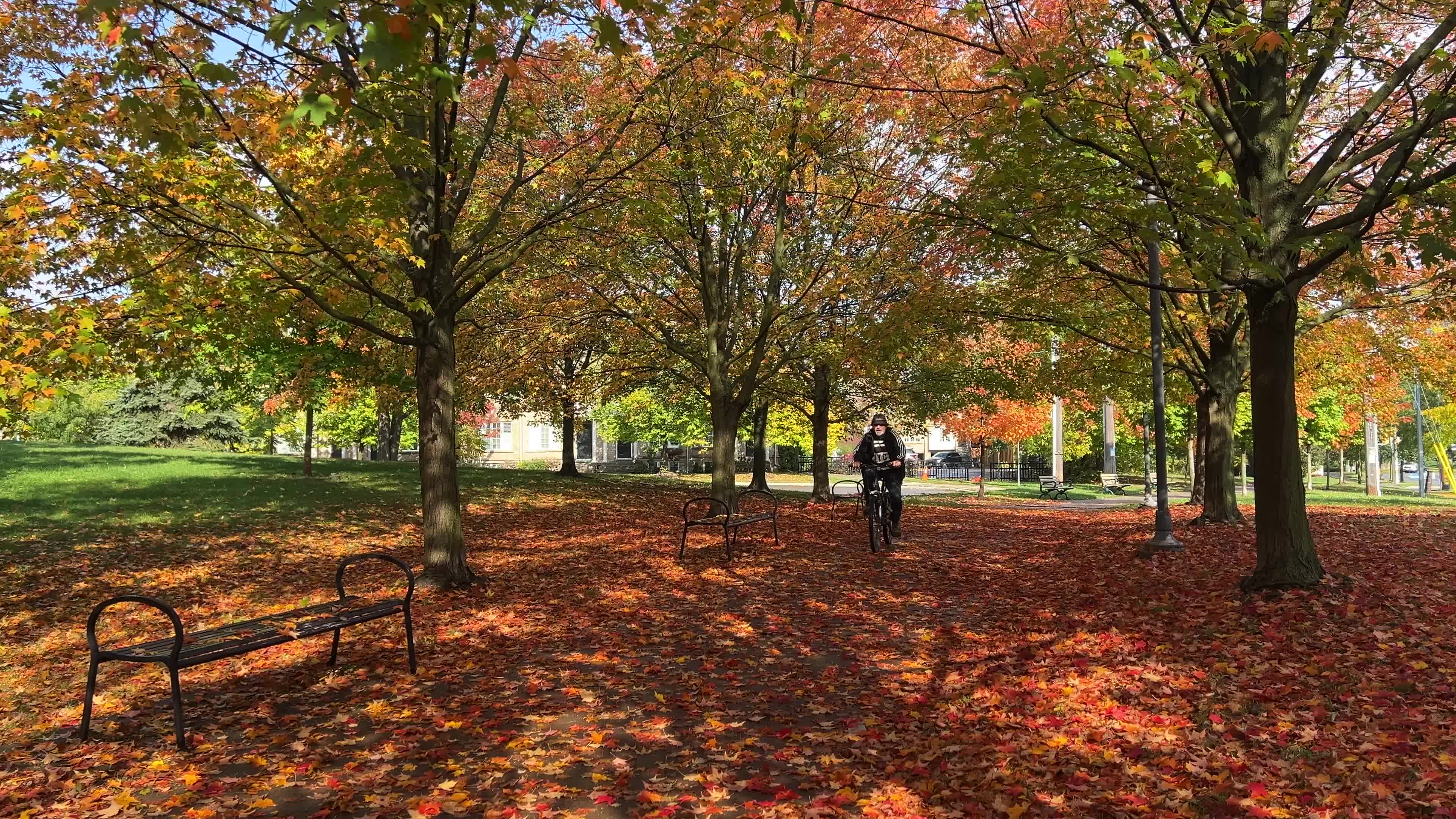 Autumn leaves during a record breaking warm day in Toronto