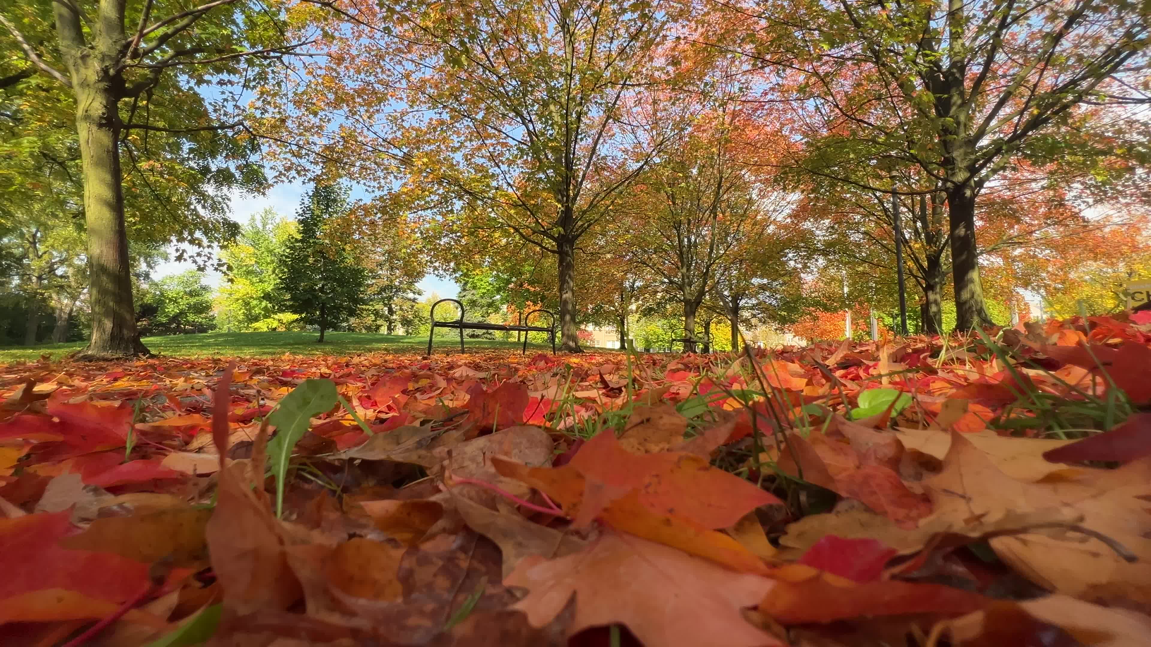 Autumn leaves during a record breaking warm day in Toronto