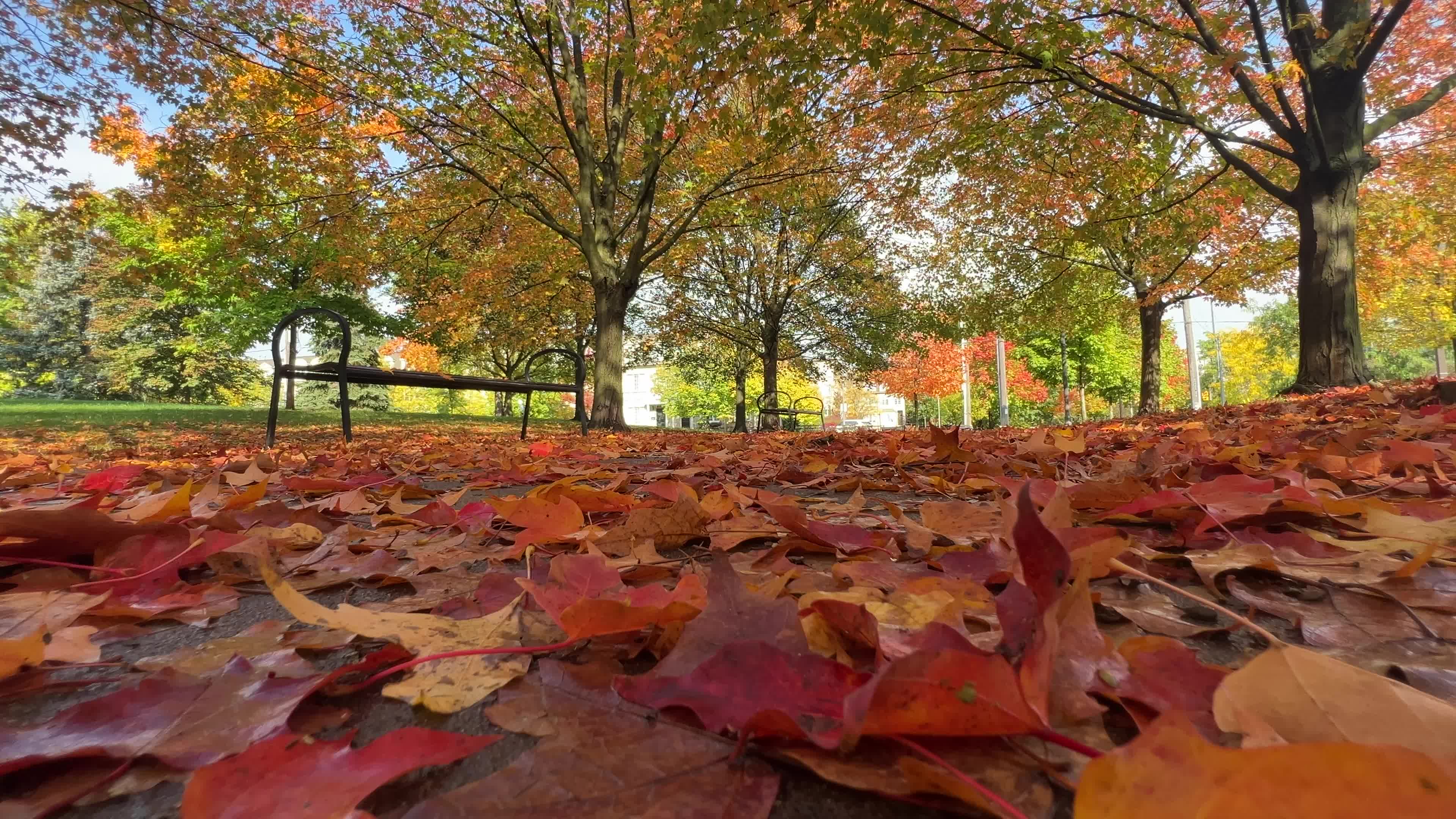 Autumn leaves during a record breaking warm day in Toronto