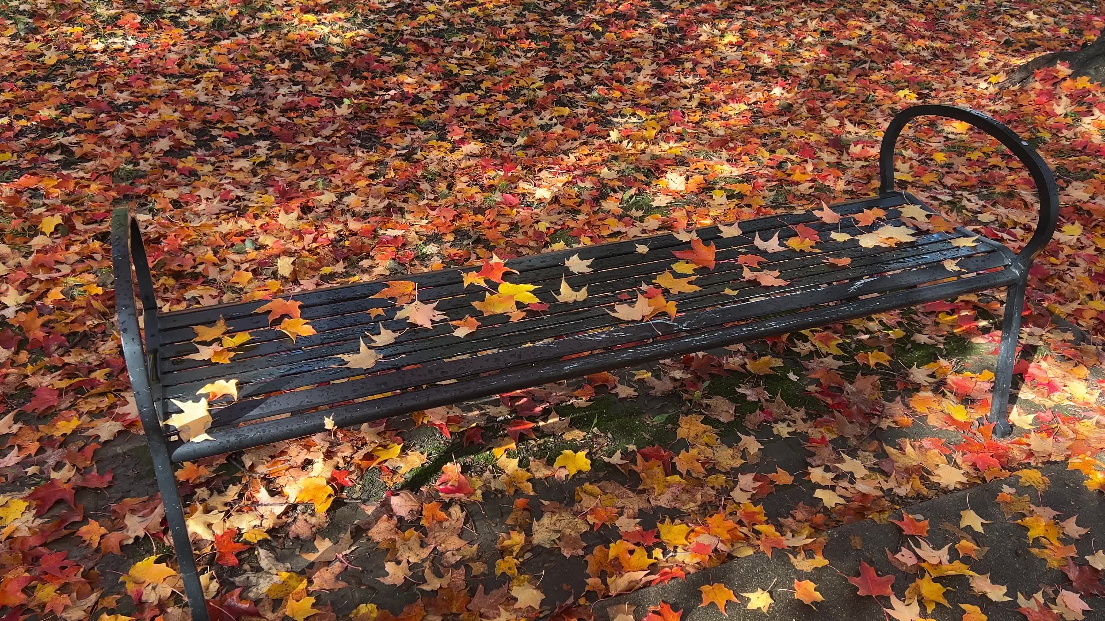 Autumn leaves during a record breaking warm day in Toronto