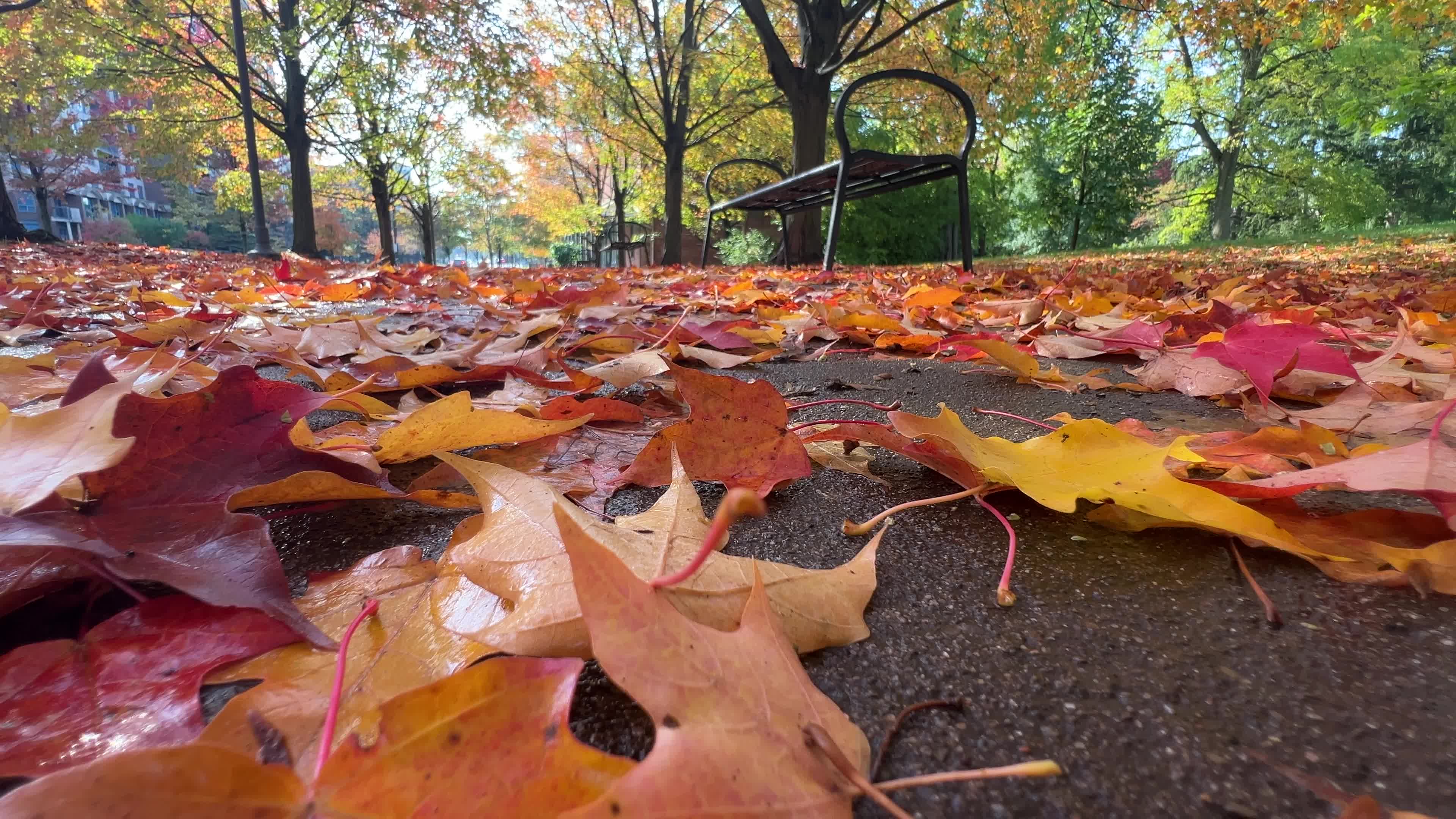 Autumn leaves during a record breaking warm day in Toronto