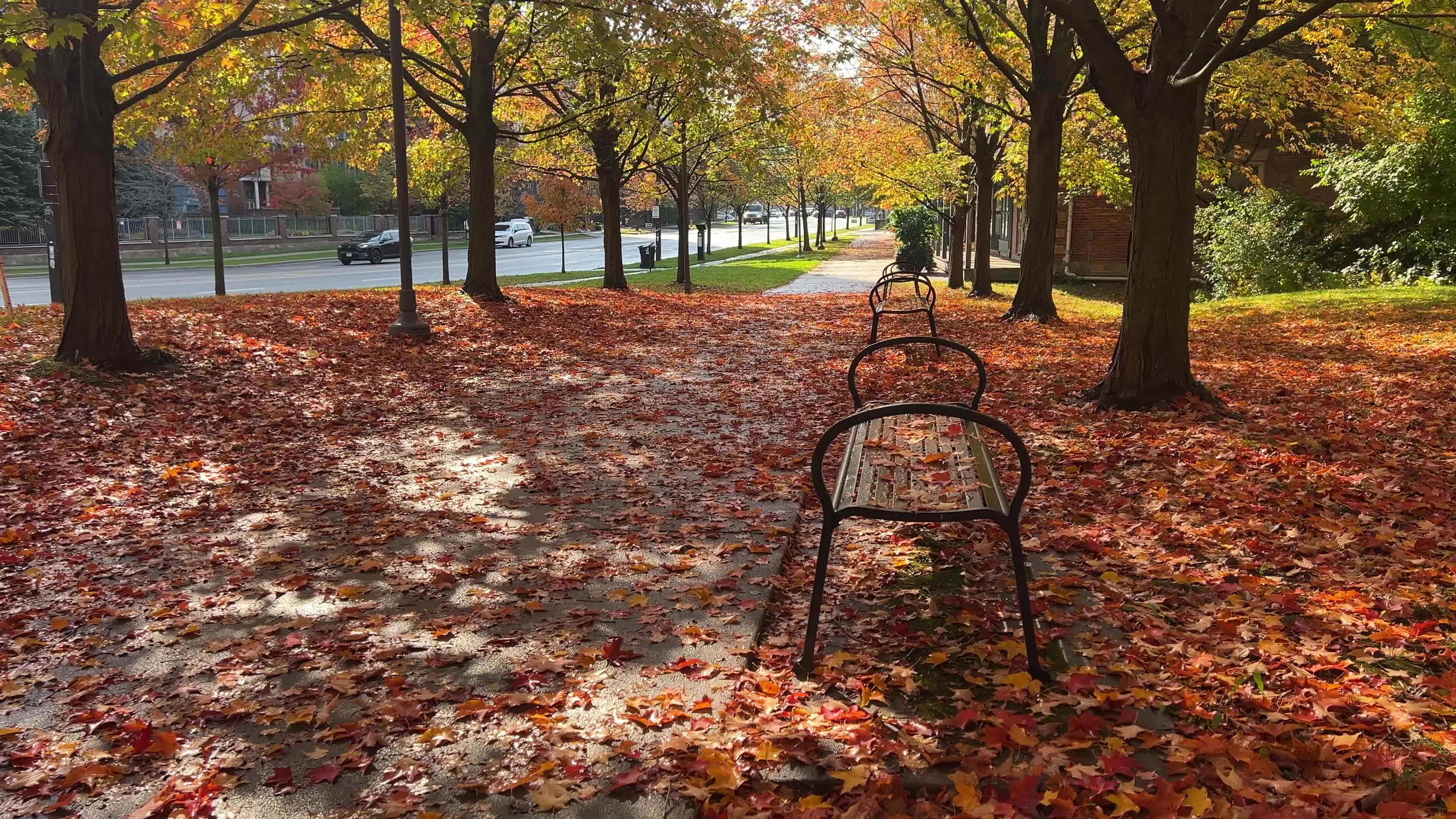 Autumn leaves during a record breaking warm day in Toronto