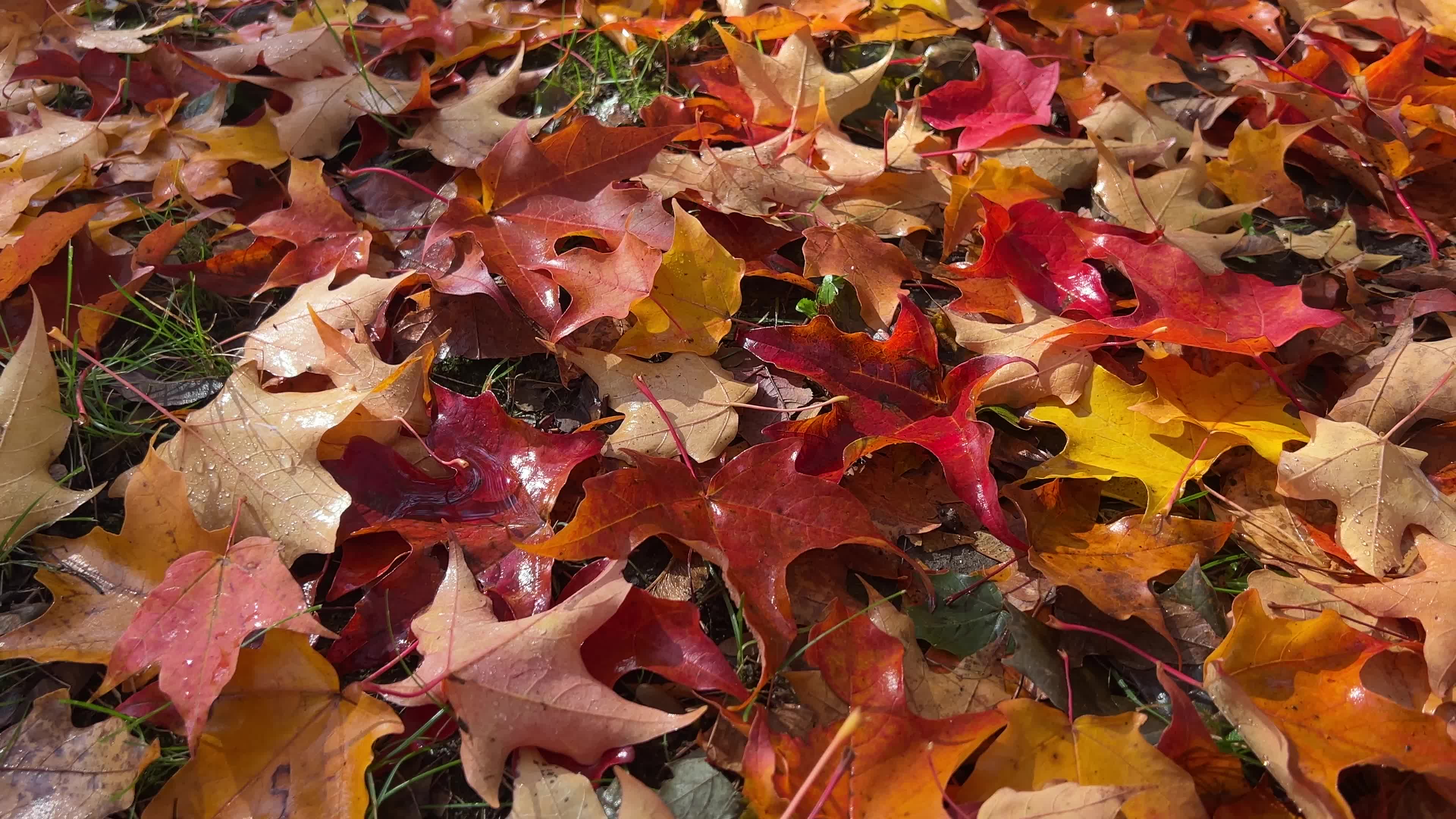 Autumn leaves during a record breaking warm day in Toronto