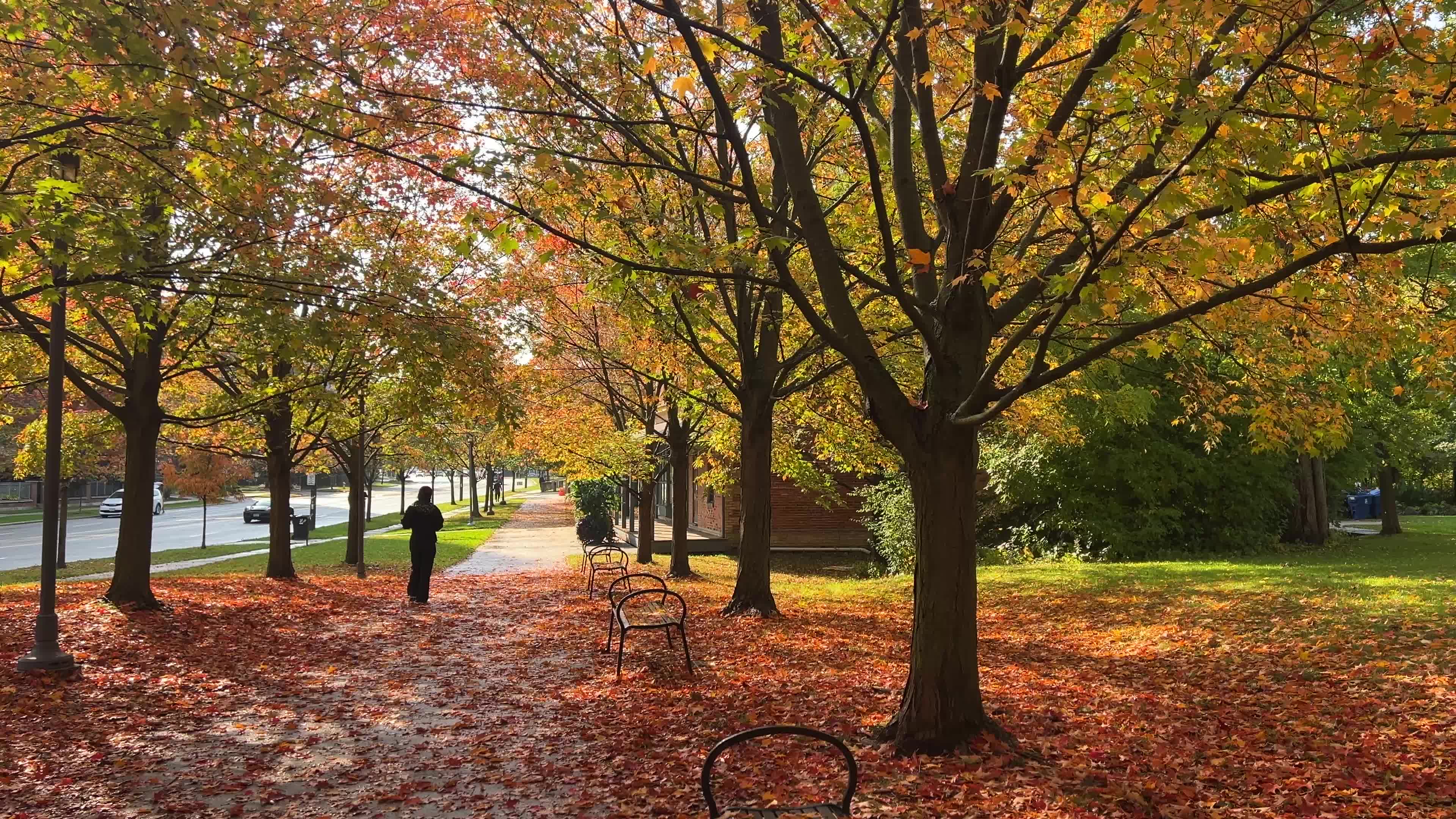 Autumn leaves during a record breaking warm day in Toronto