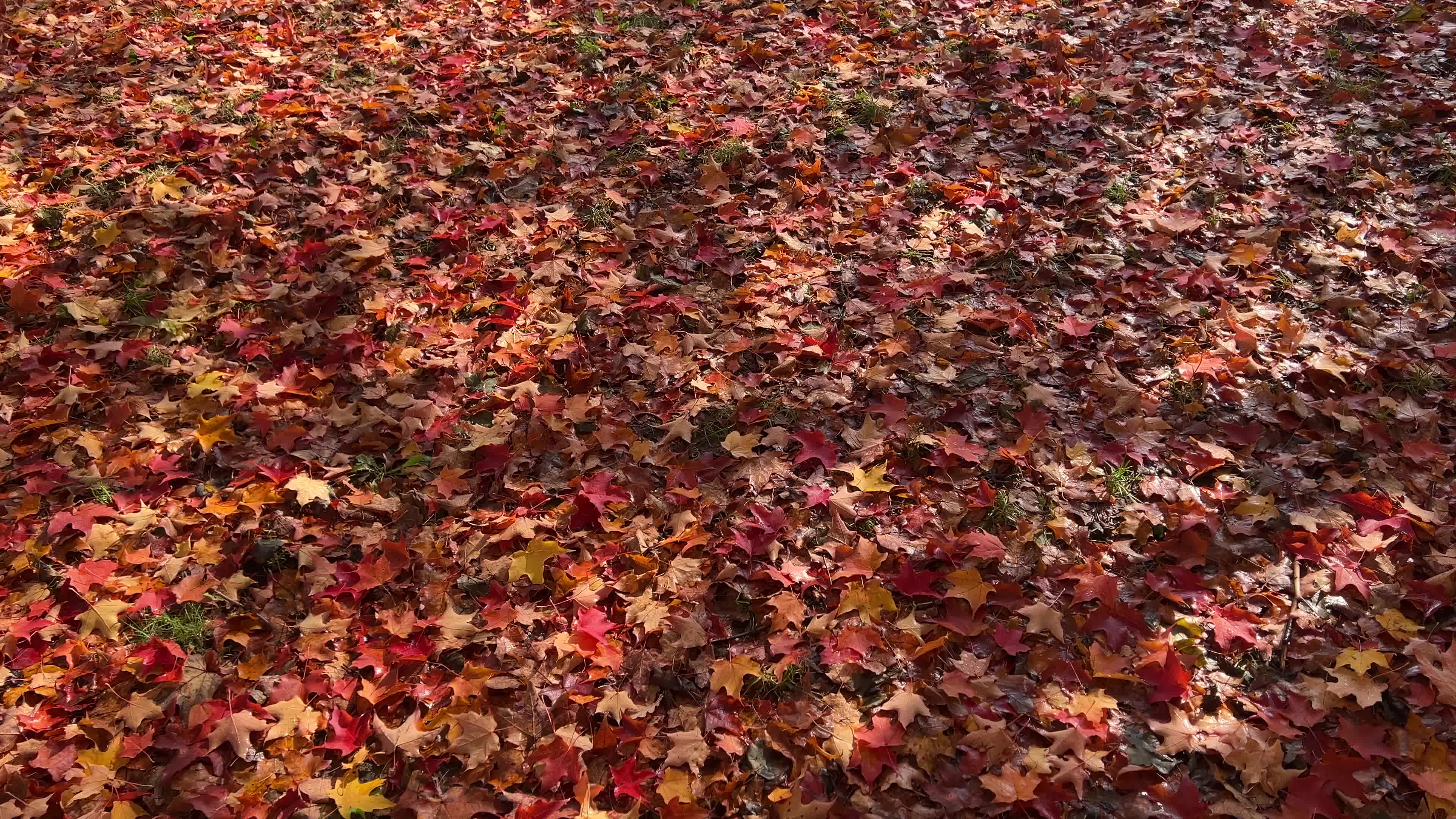 Autumn leaves during a record breaking warm day in Toronto