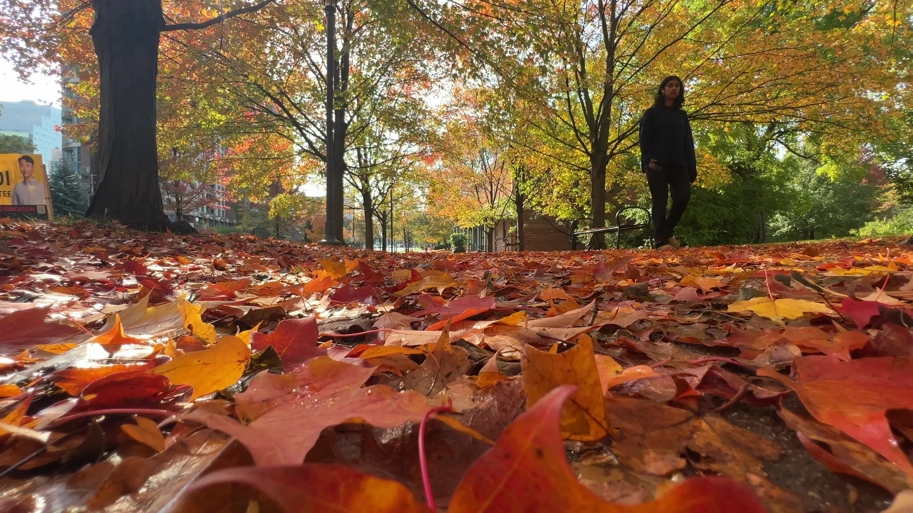 Autumn leaves during a record breaking warm day in Toronto