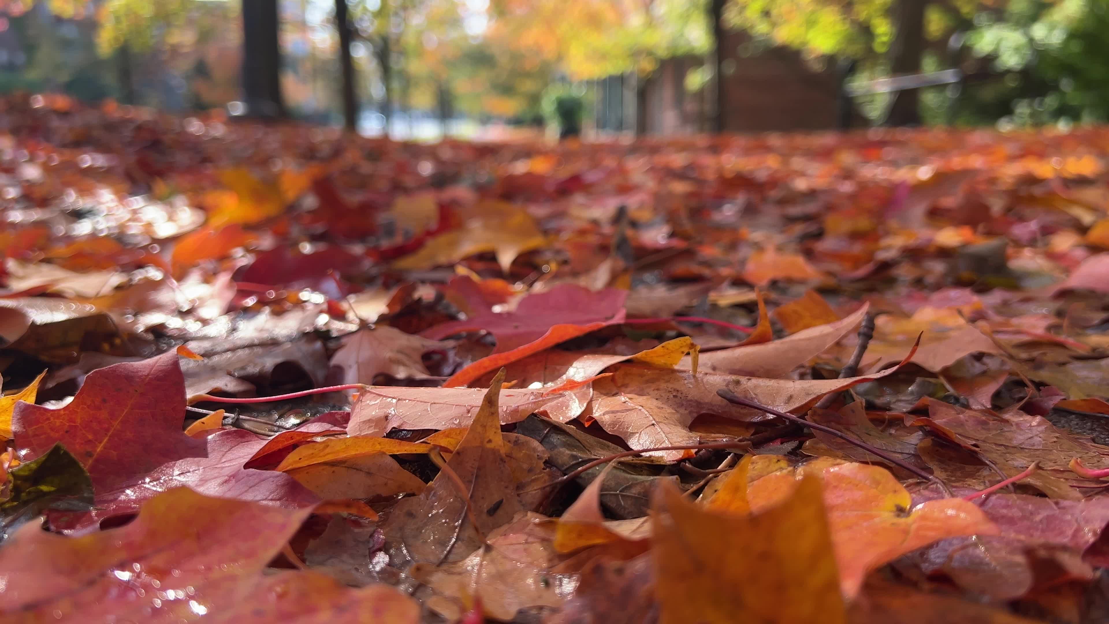 Autumn leaves during a record breaking warm day in Toronto