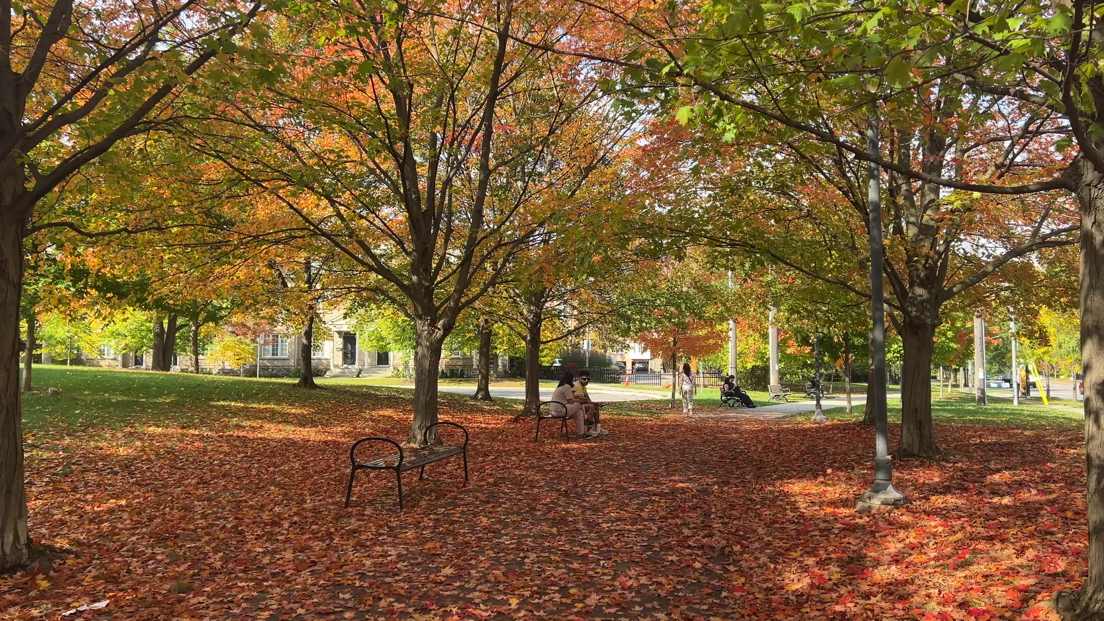 Autumn leaves during a record breaking warm day in Toronto