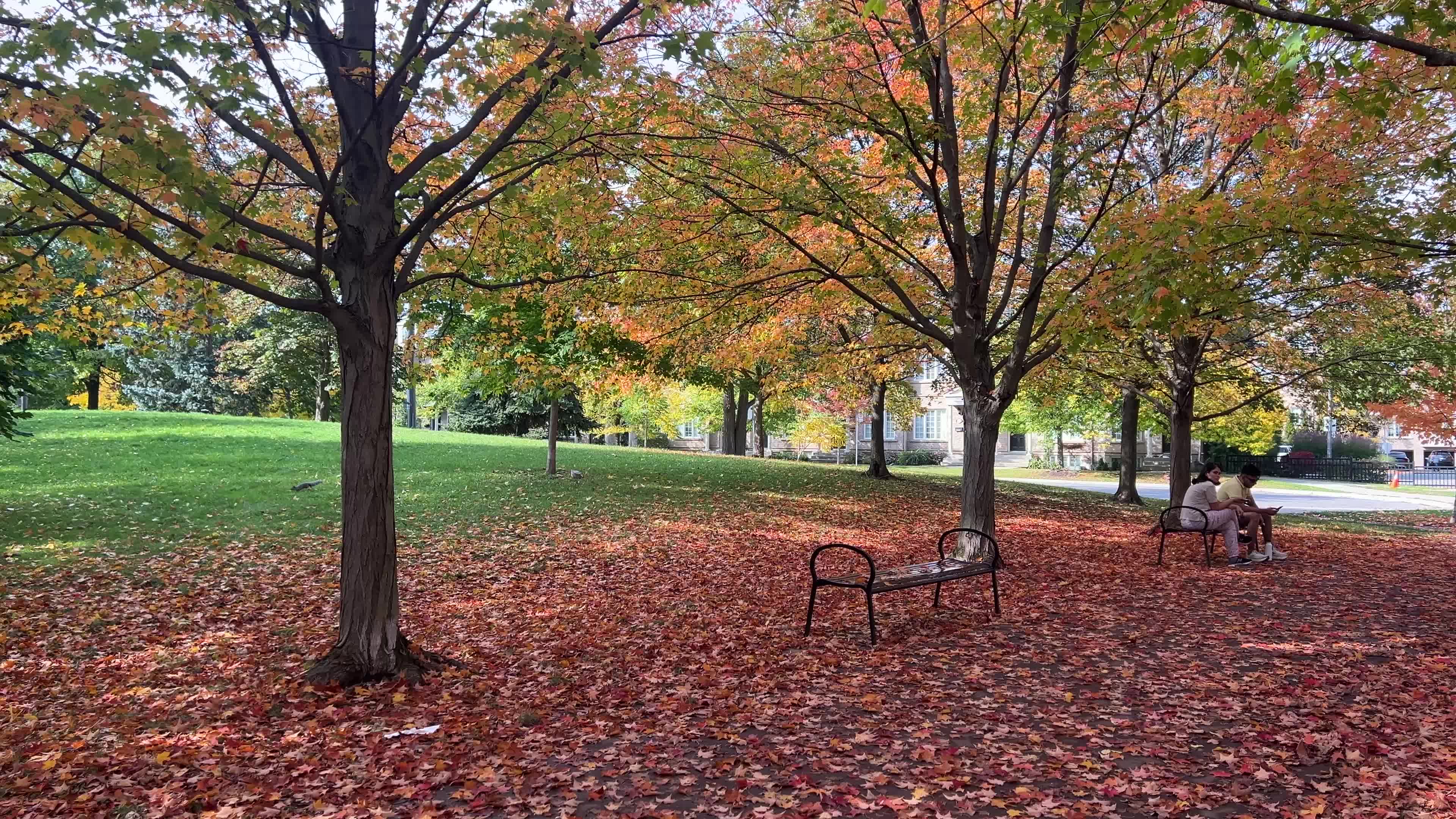 Autumn leaves during a record breaking warm day in Toronto