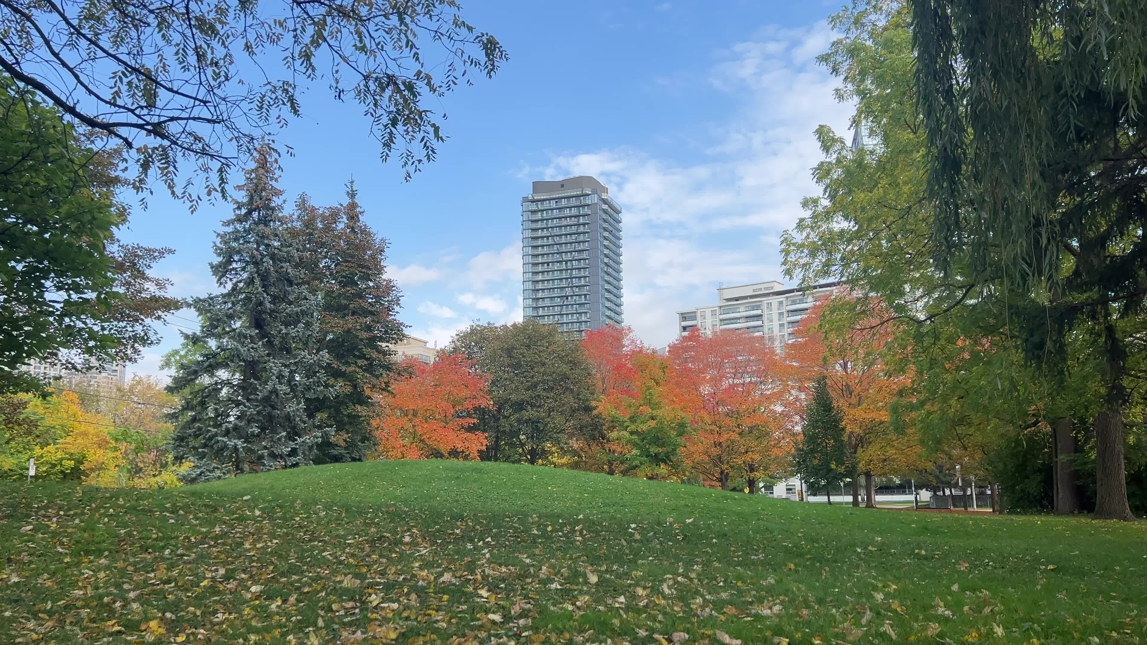 Autumn leaves during a record breaking warm day in Toronto