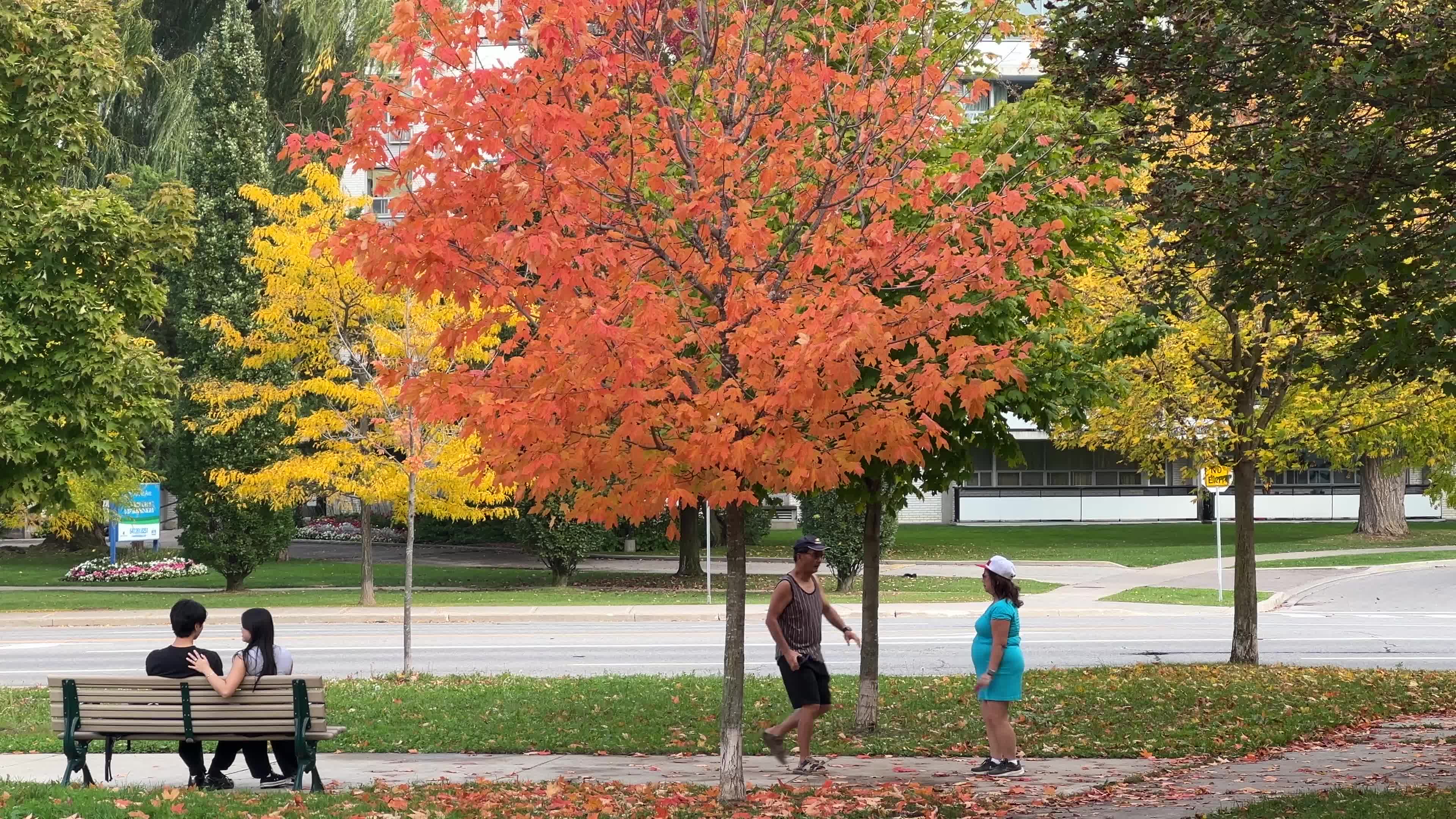 Autumn leaves during a record breaking warm day in Toronto