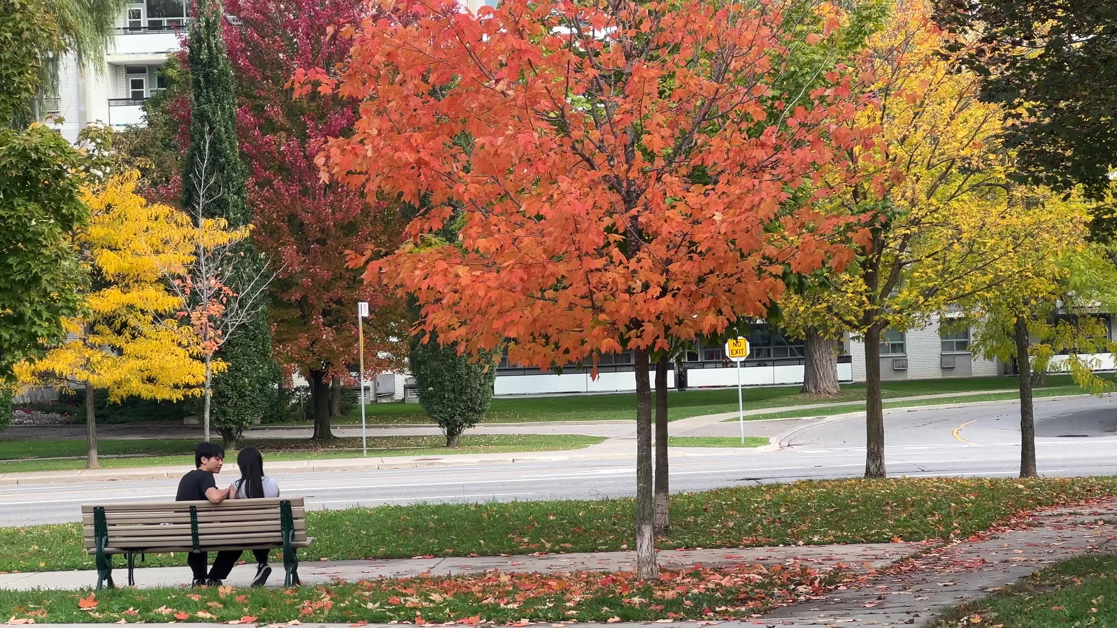 Autumn leaves during a record breaking warm day in Toronto