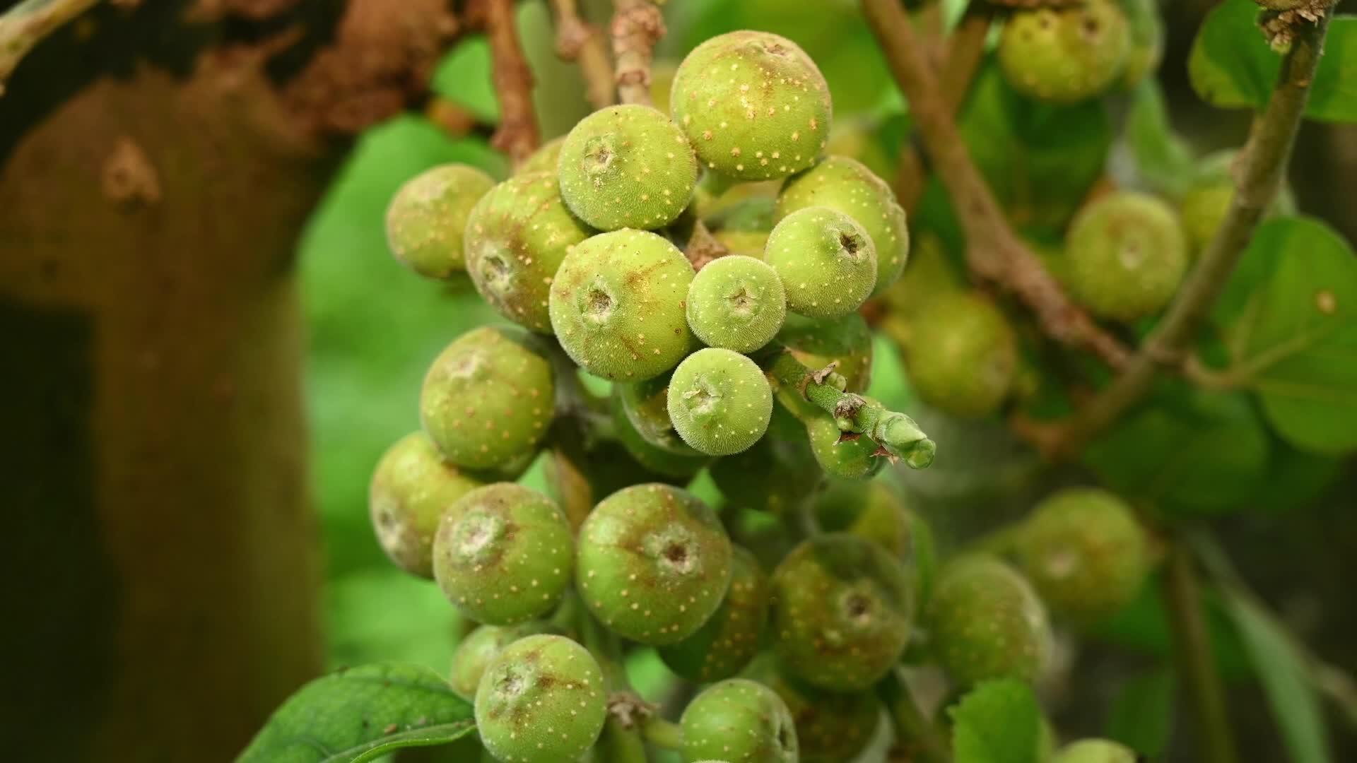 Fig - Ficus hispida
