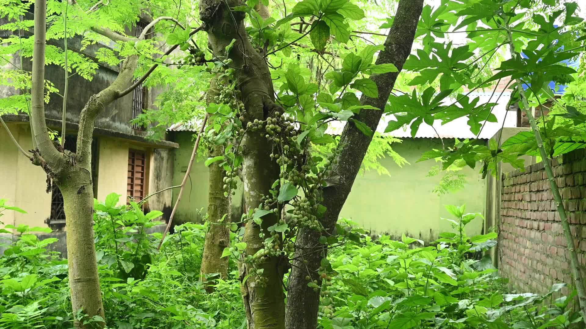 Fig - Ficus hispida