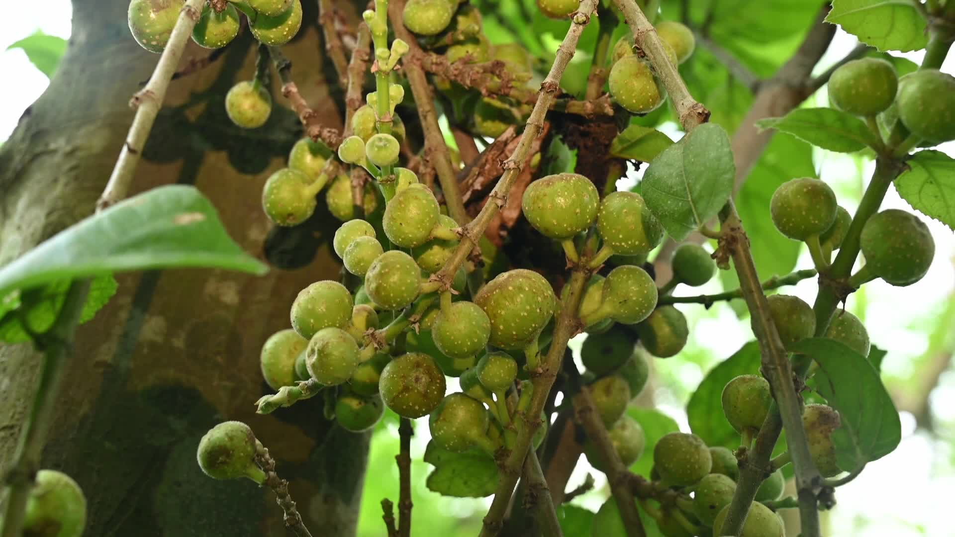 Fig - Ficus hispida